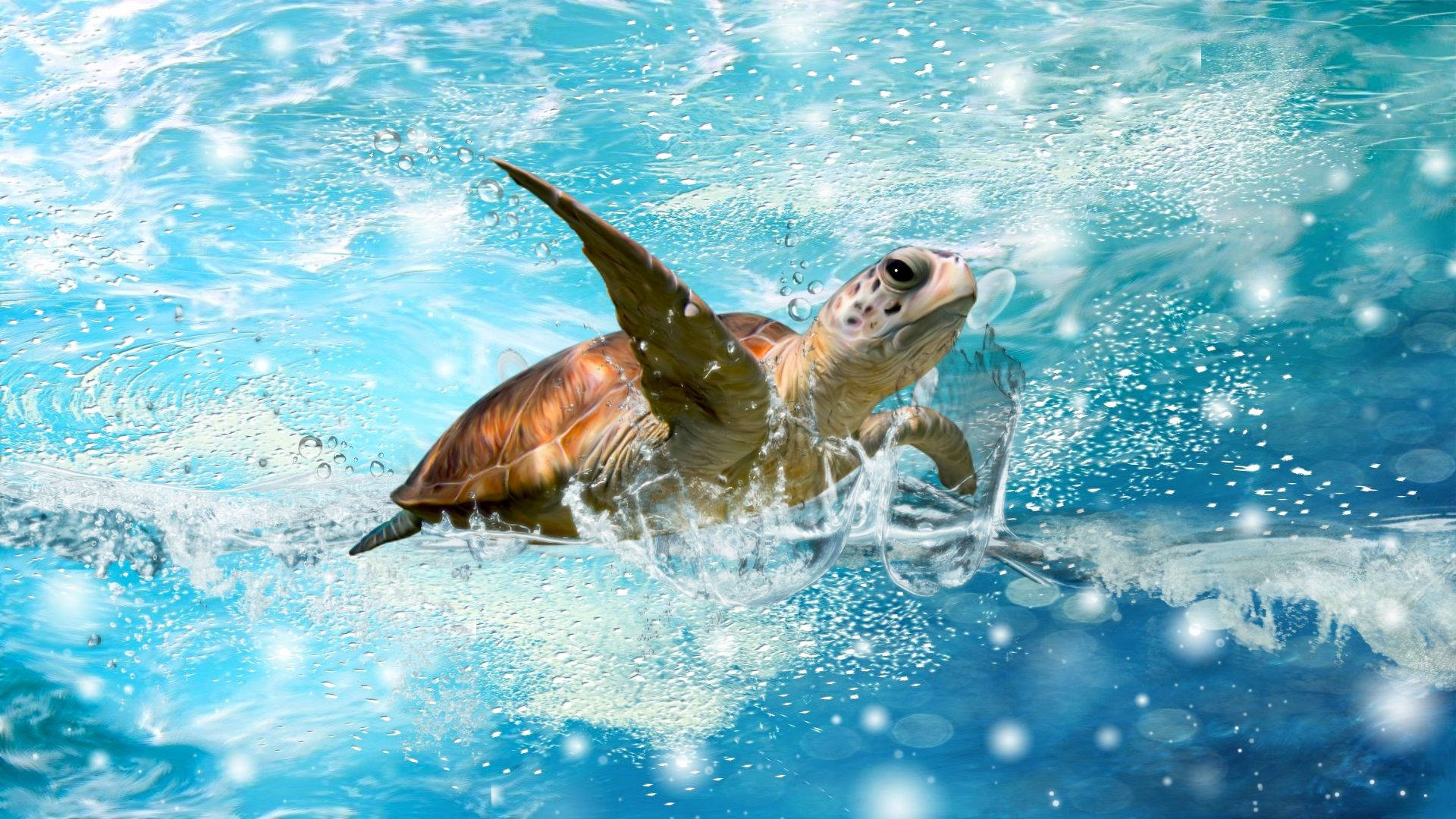 かわいいカメの水しぶき 壁紙