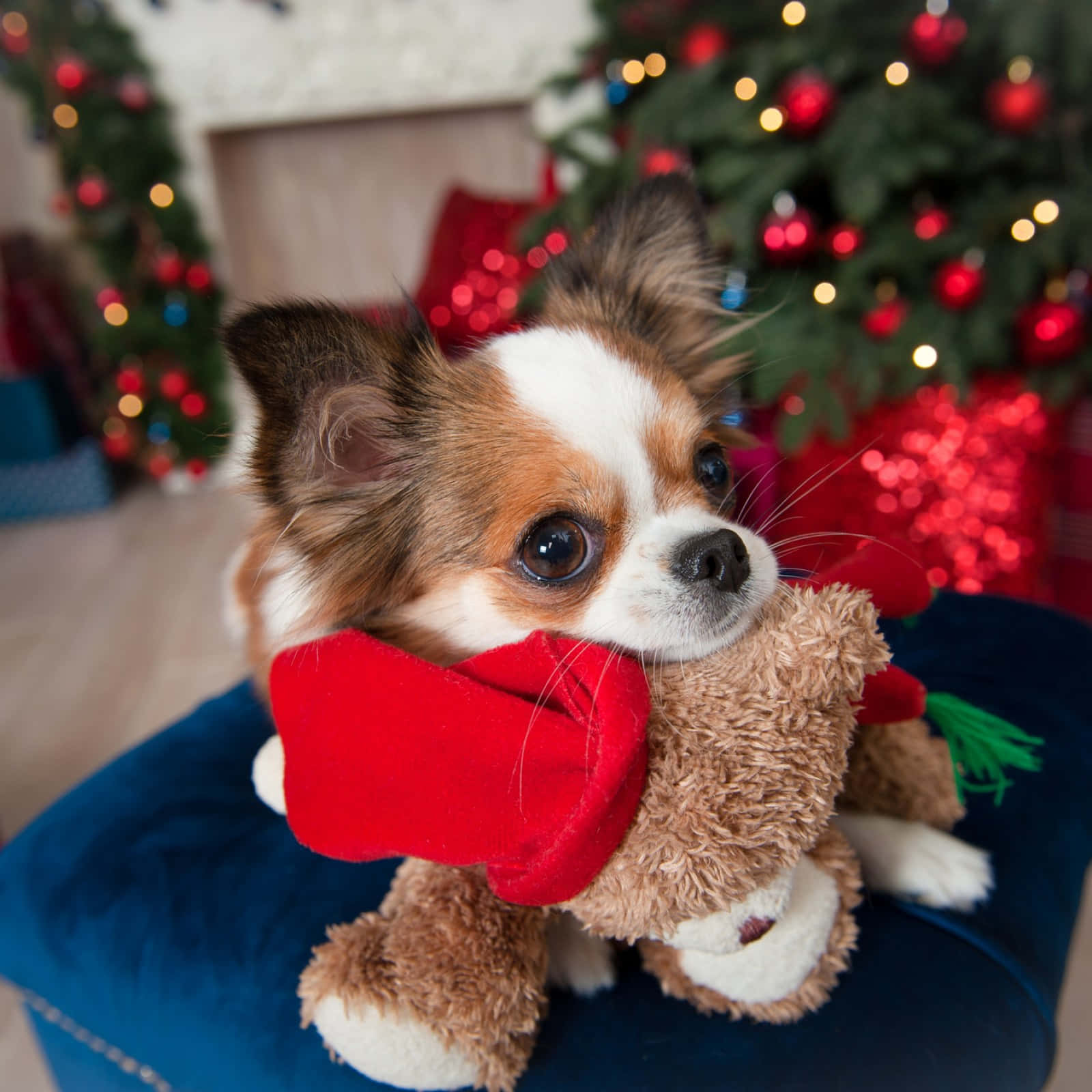 かわいいクリスマス画像 壁紙