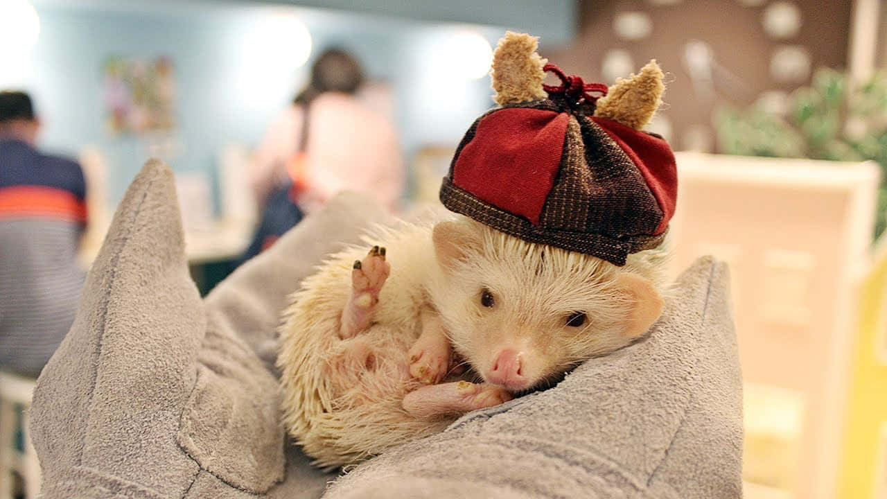 かわいいクリスマス画像 壁紙