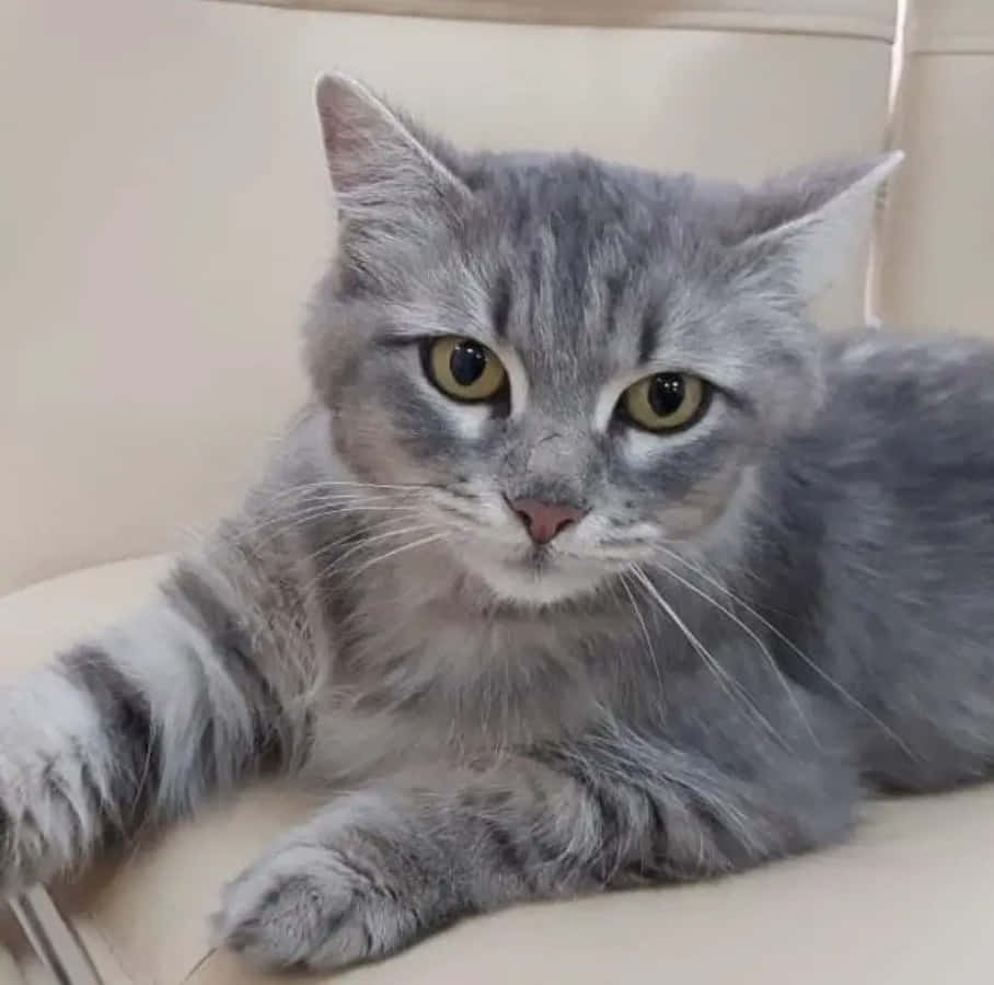 かわいいグレーのトラ猫の写真 壁紙