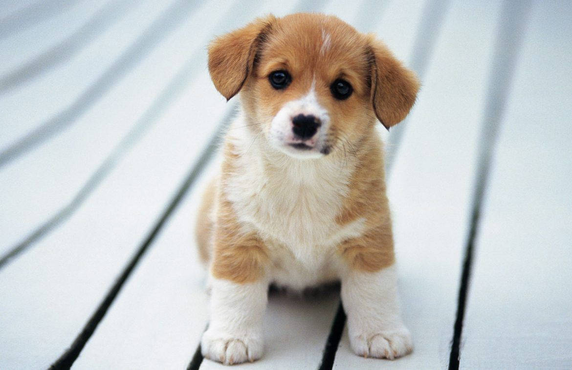 かわいいコーギー犬 好奇心旺盛 壁紙