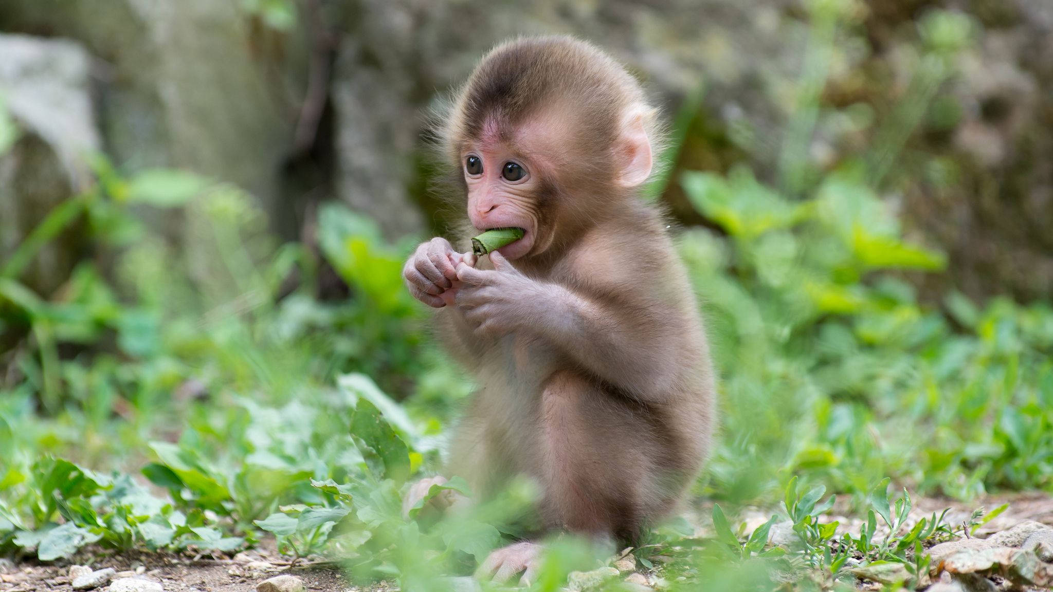 かわいいサルが葉っぱを食べている 壁紙