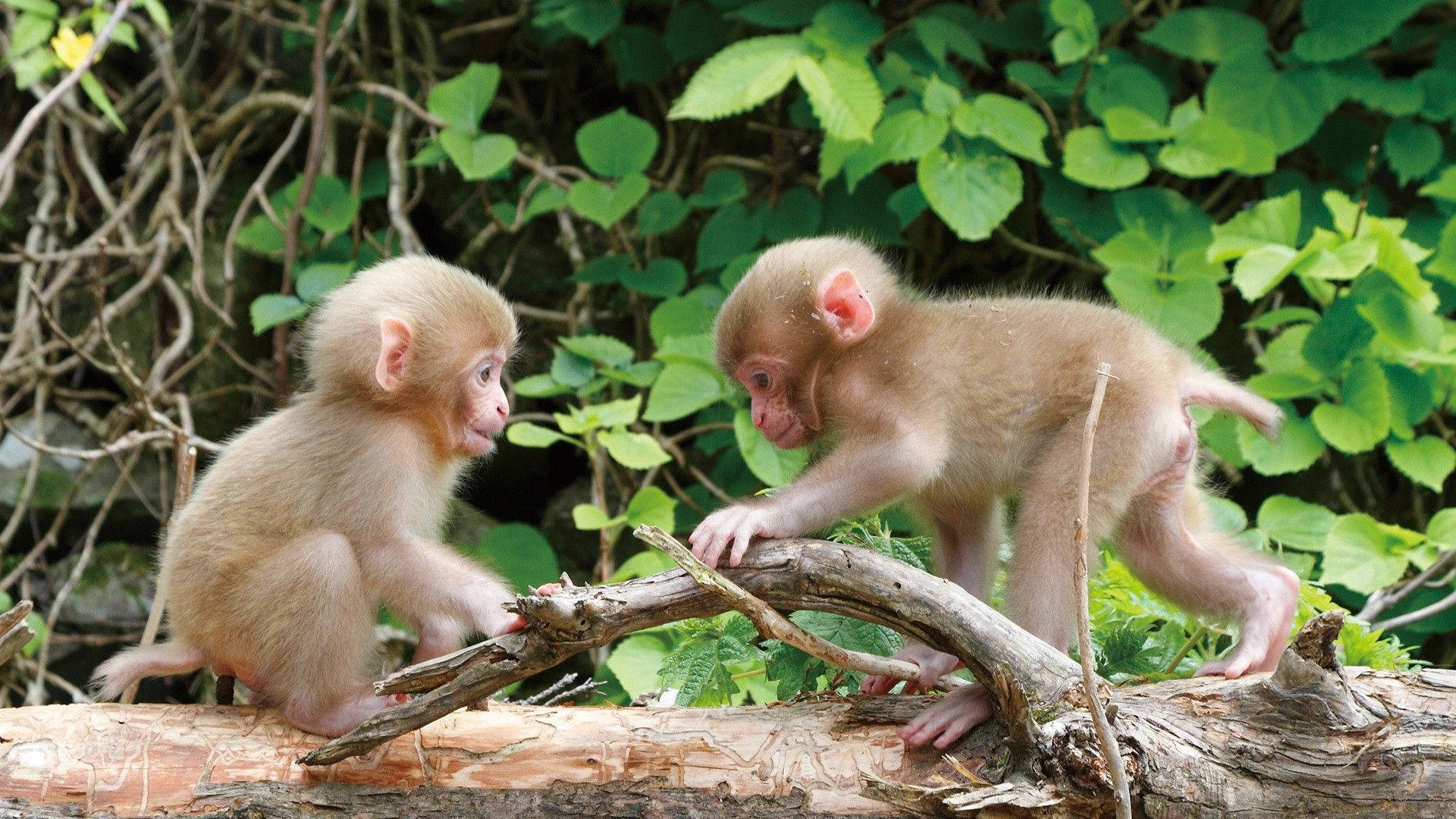 かわいいサルたちの遊び 壁紙