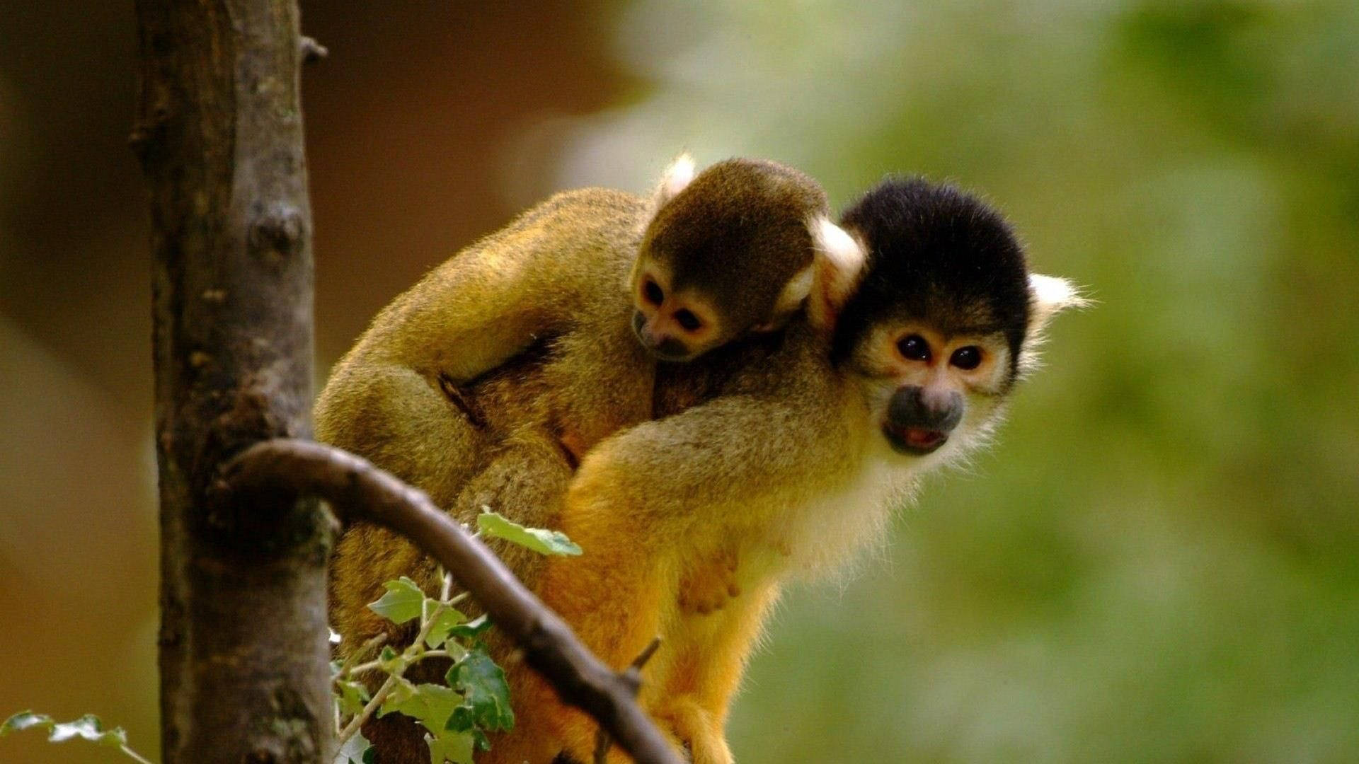 かわいいサルの母と子 壁紙