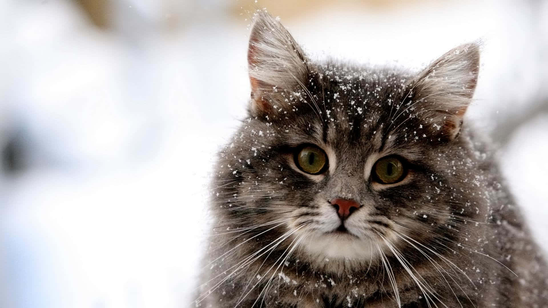 かわいいシベリア猫の雪の中の面白い写真 壁紙