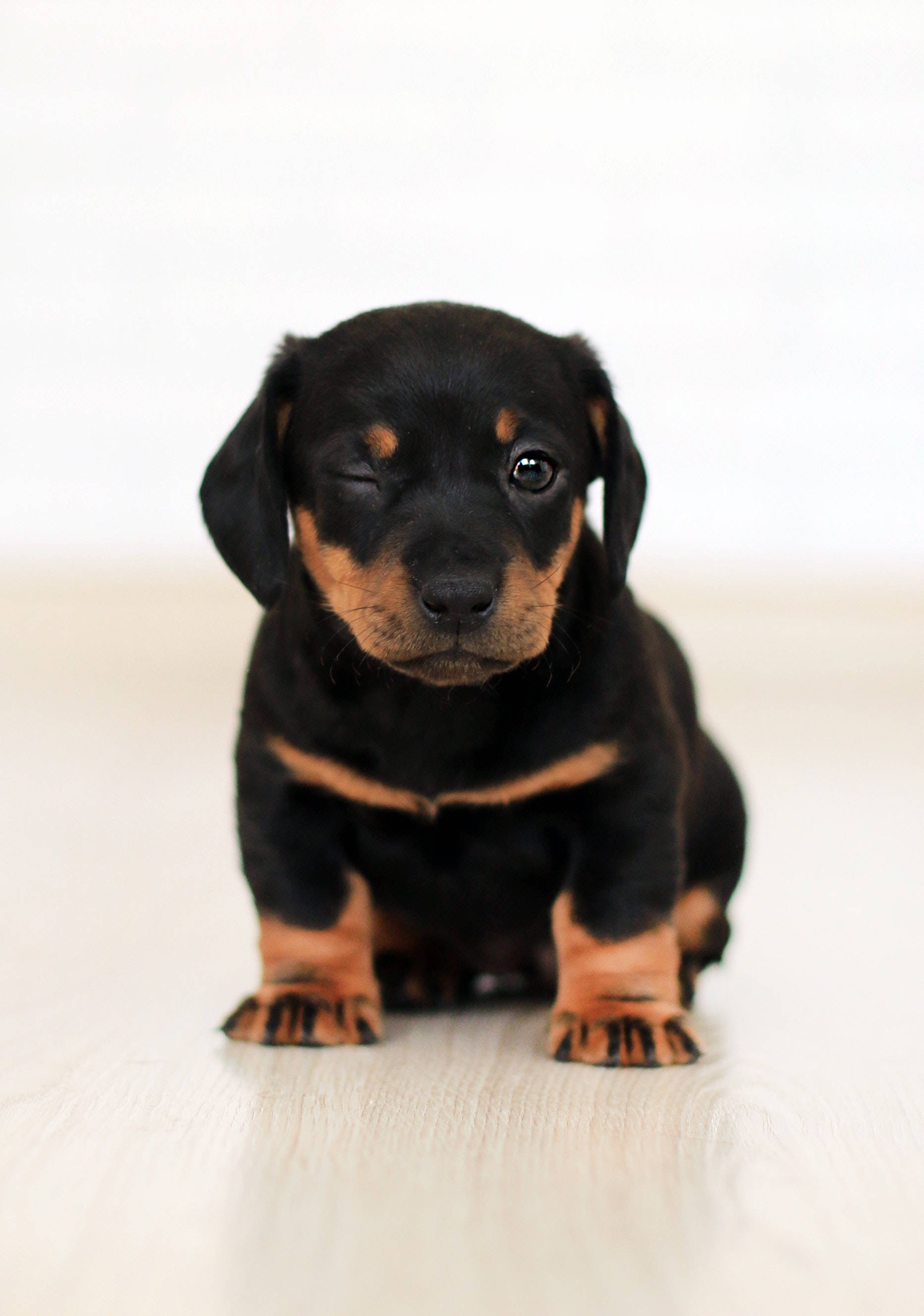 かわいいダックスフントの子犬 壁紙