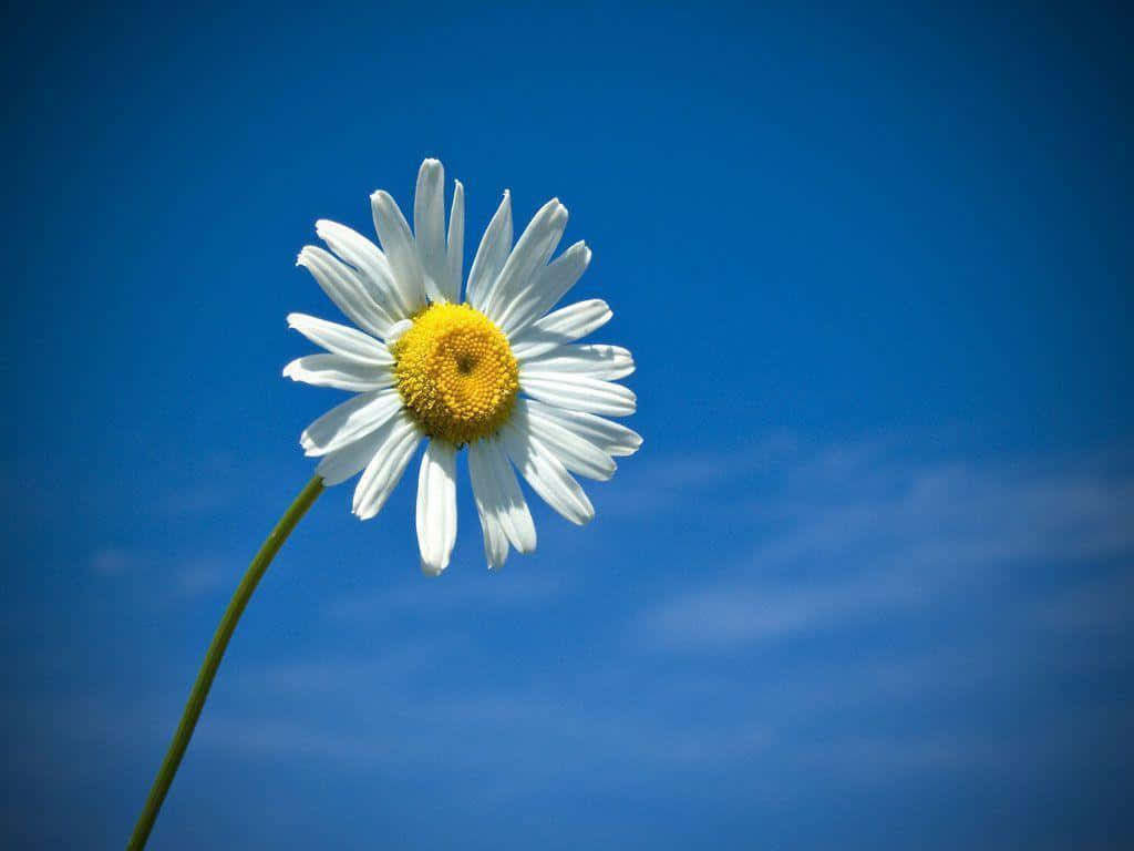 かわいいデイジーの花と青空のビネット 壁紙