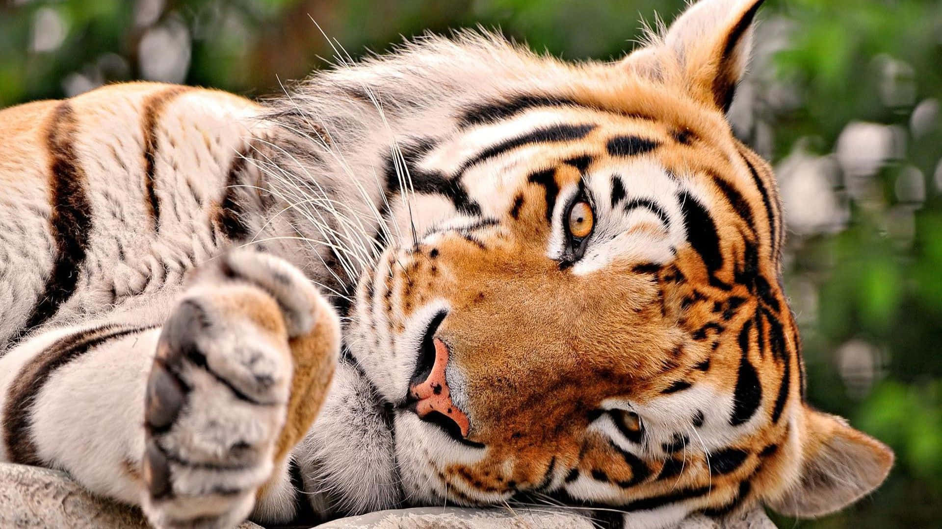 かわいいトラの眠そうなポーズの写真 壁紙