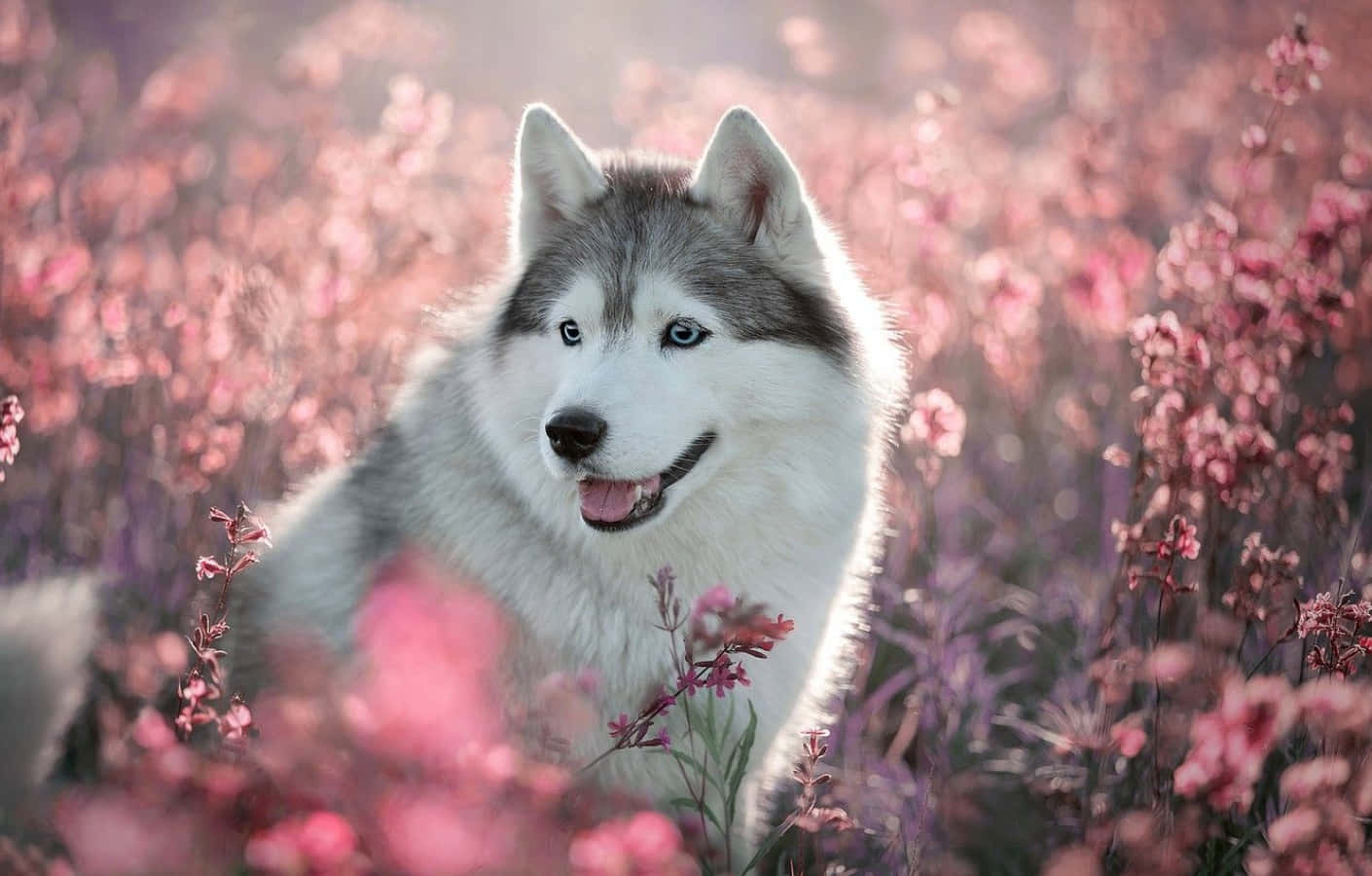 かわいいハスキーとピンクの花の画像 壁紙