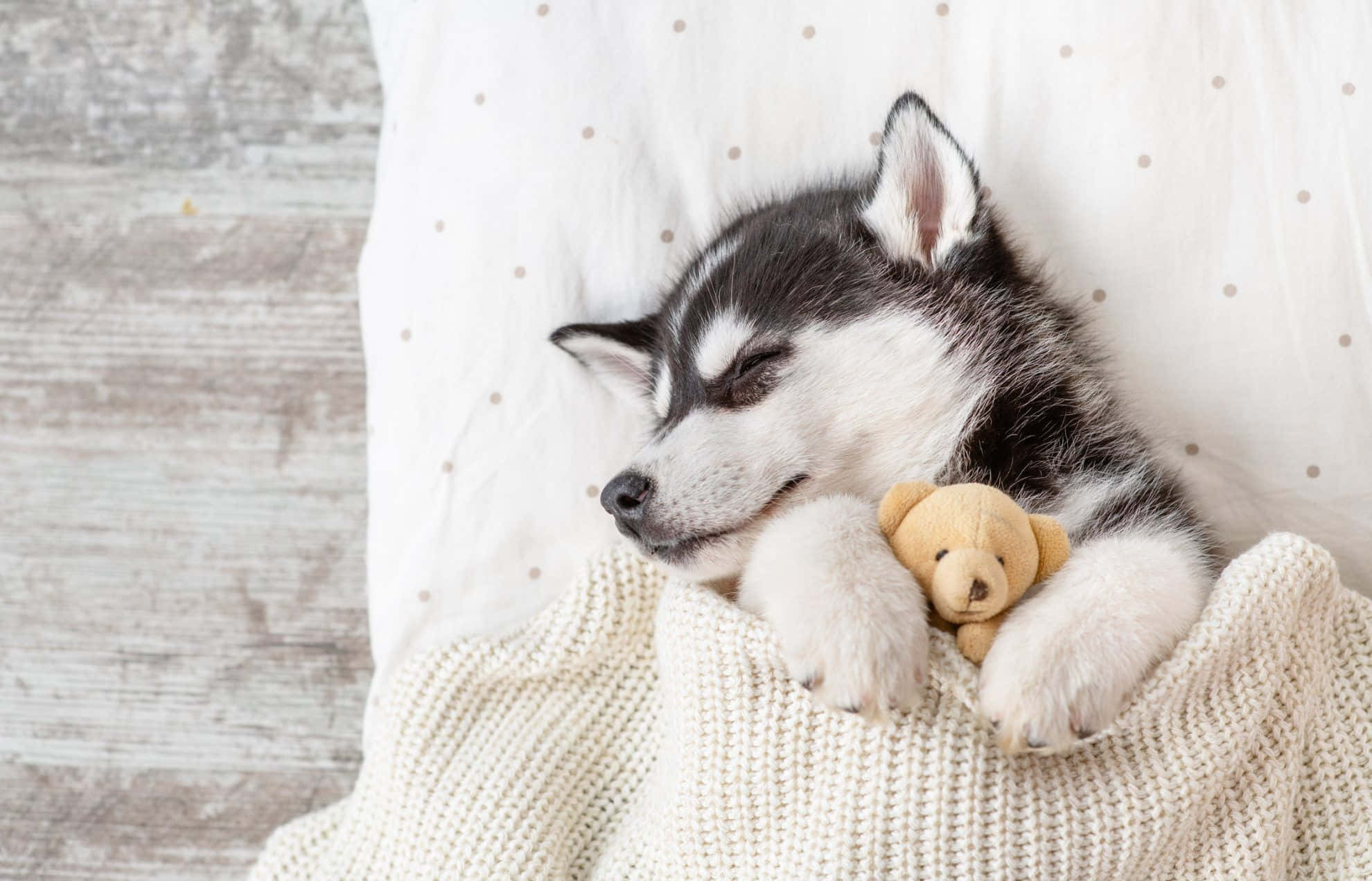 かわいいハスキーの子犬がテディベアと一緒に眠る写真 壁紙
