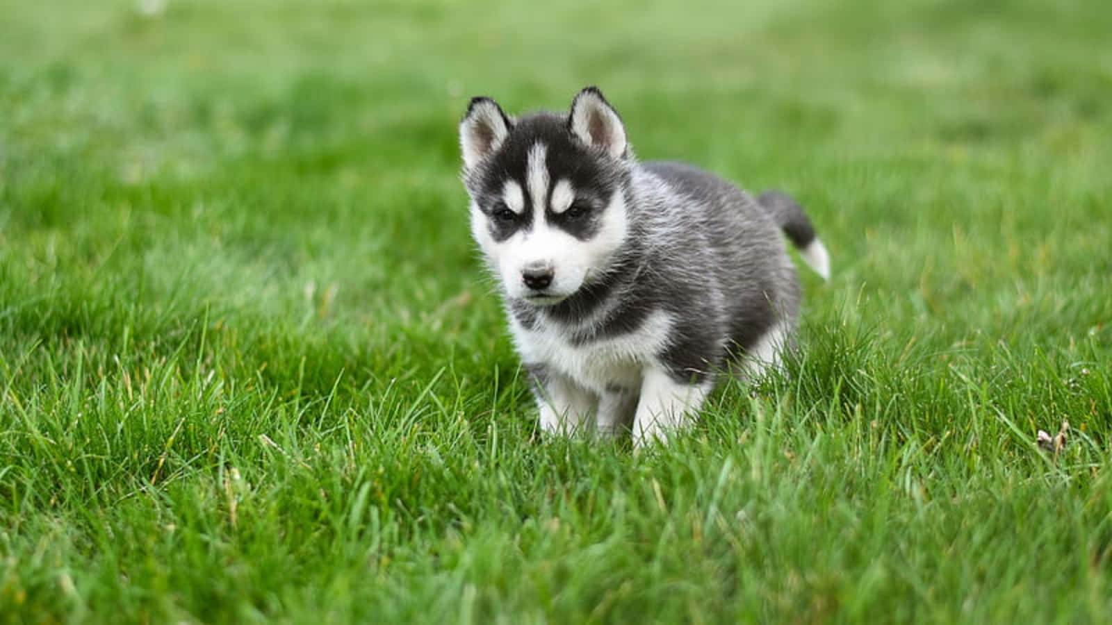 かわいいハスキーの子犬が草むらで遊んでいる写真 壁紙