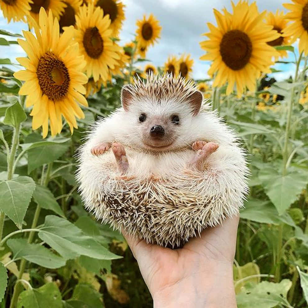 かわいいハリネズミとひまわり畑の写真 壁紙