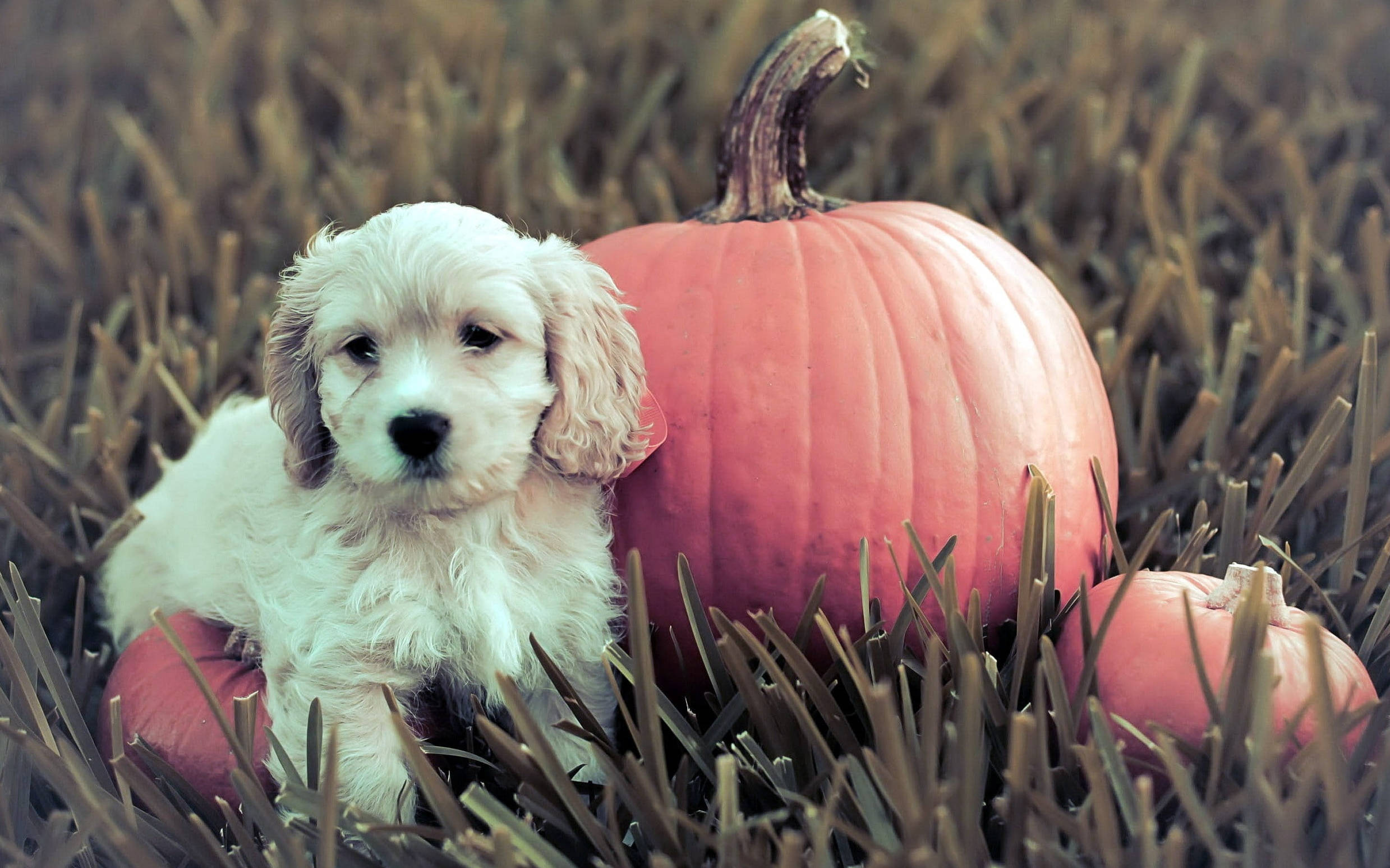 かわいいハロウィンのかぼちゃと子犬 壁紙