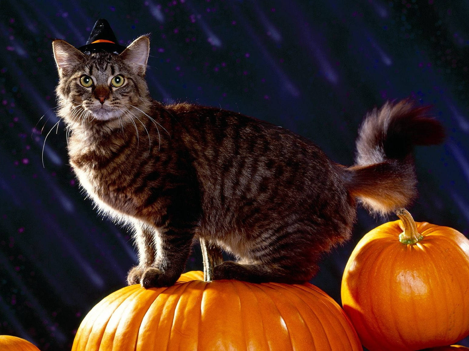 かわいいハロウィンのトラ猫 壁紙