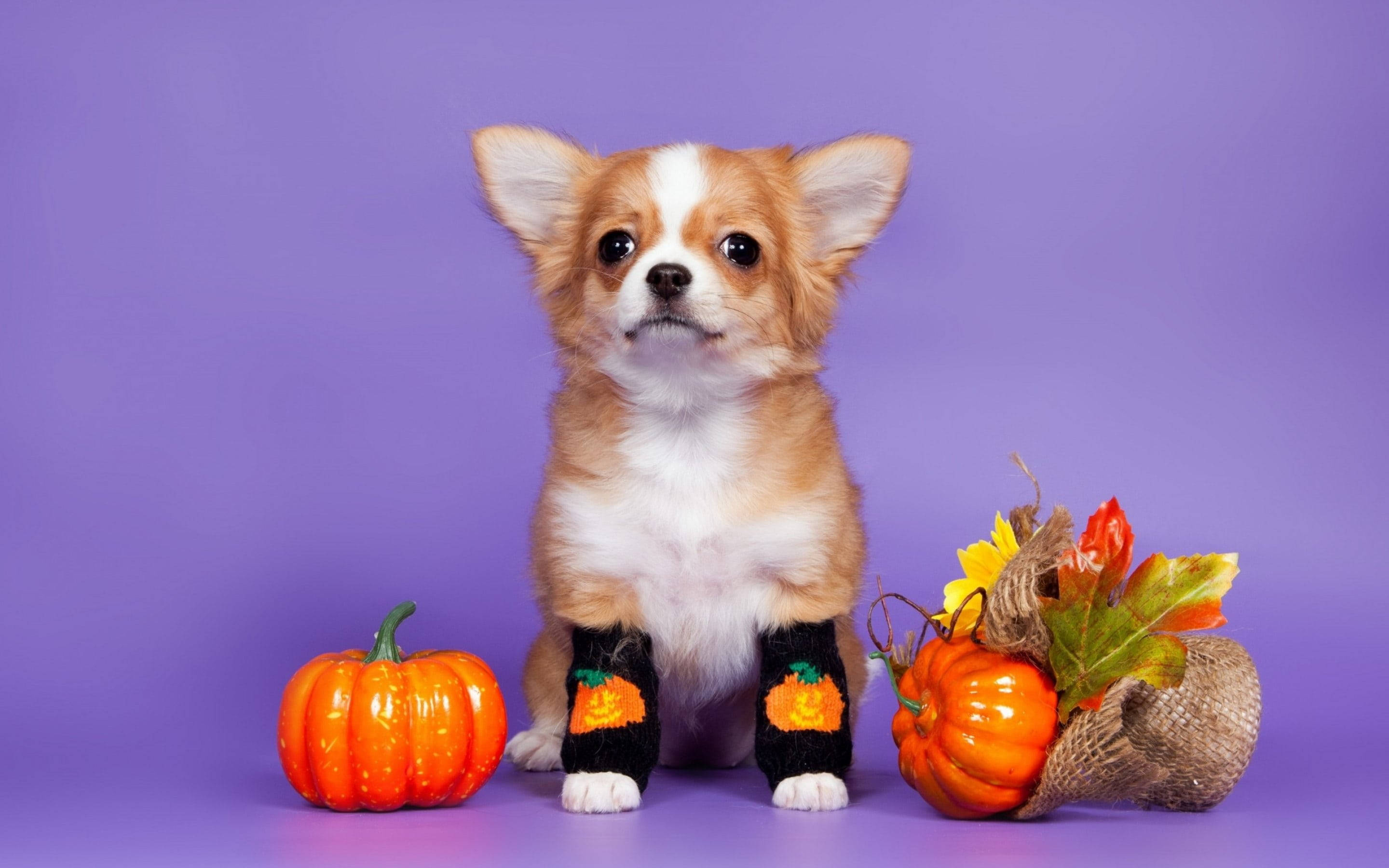 かわいいハロウィンの犬 壁紙