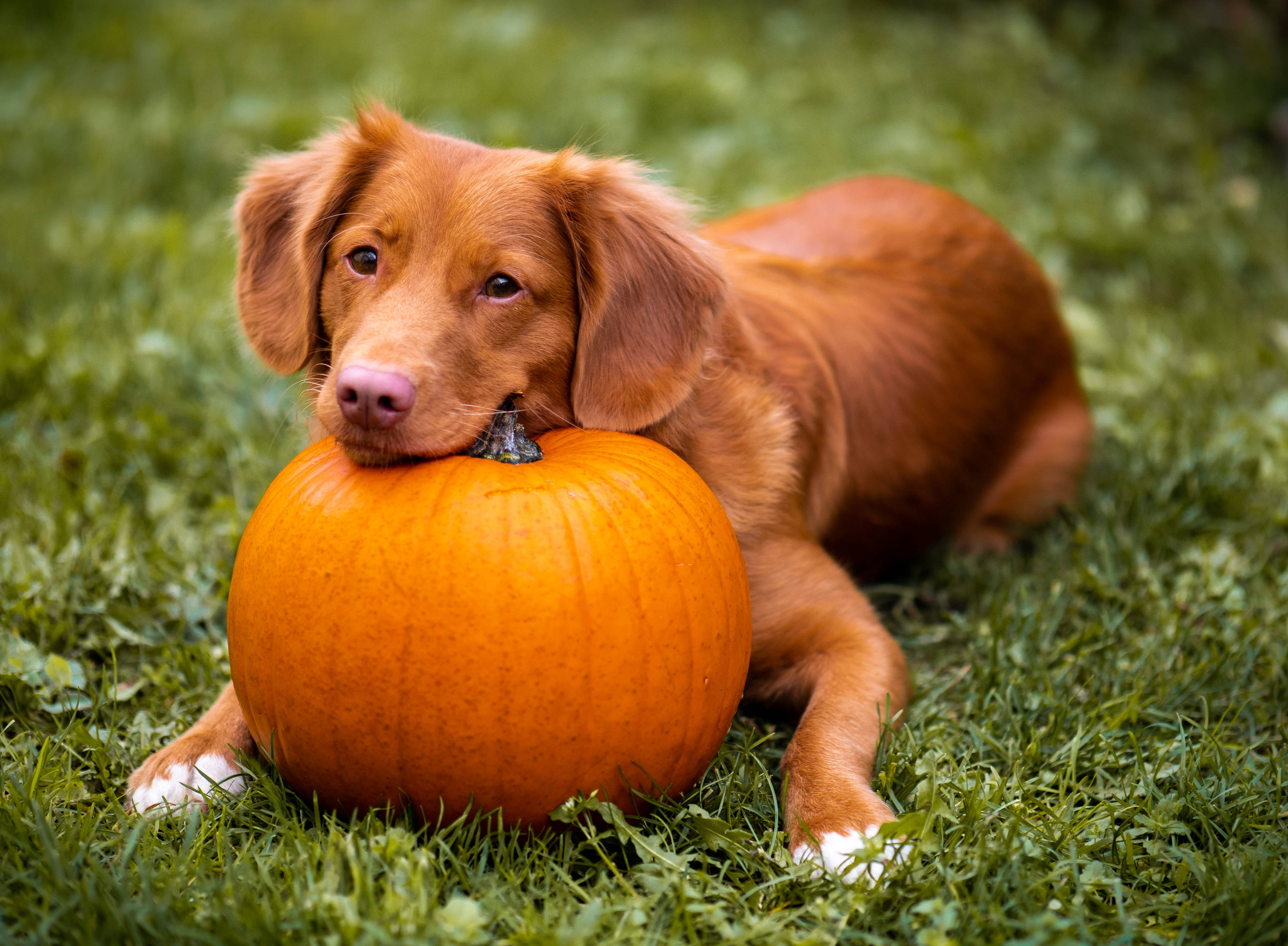 かわいいハロウィンの犬が草原にいる 壁紙