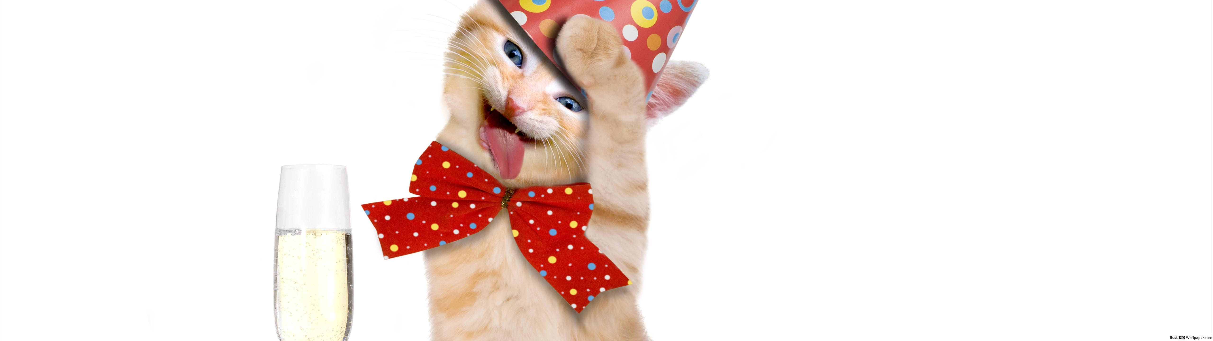 かわいいパーティーキャット 壁紙
