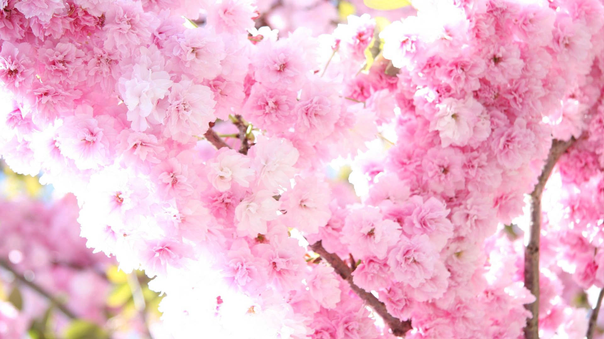 かわいいピンクの春の花々 壁紙