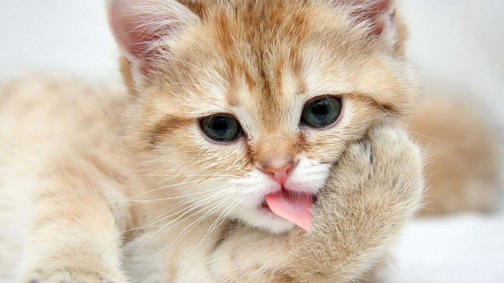 かわいいマンチカン猫の面白い壁紙 壁紙