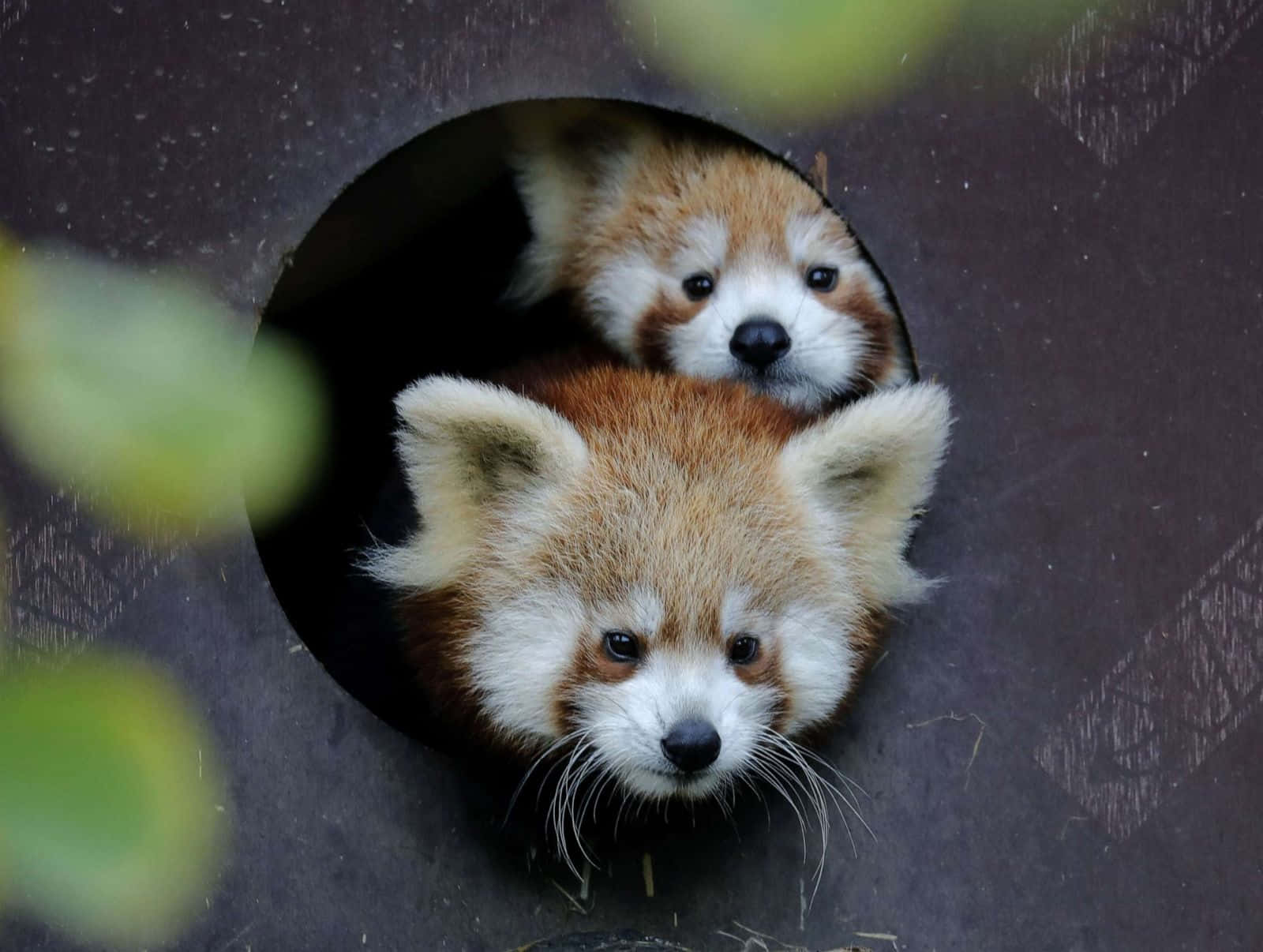 かわいいレッサーパンダの画像 壁紙