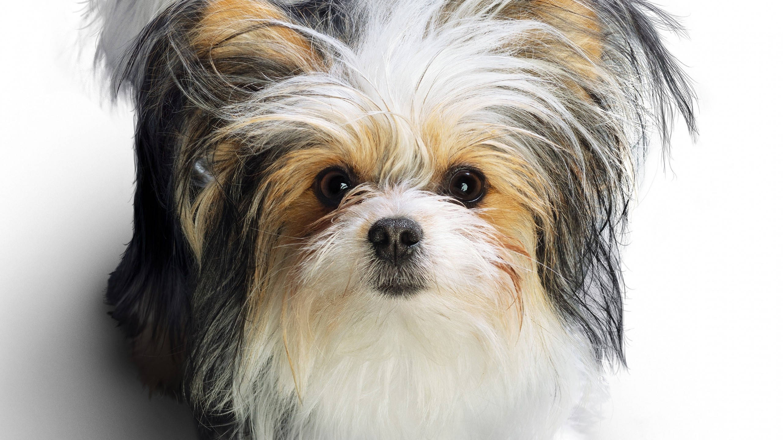 かわいい三毛テリア犬 壁紙