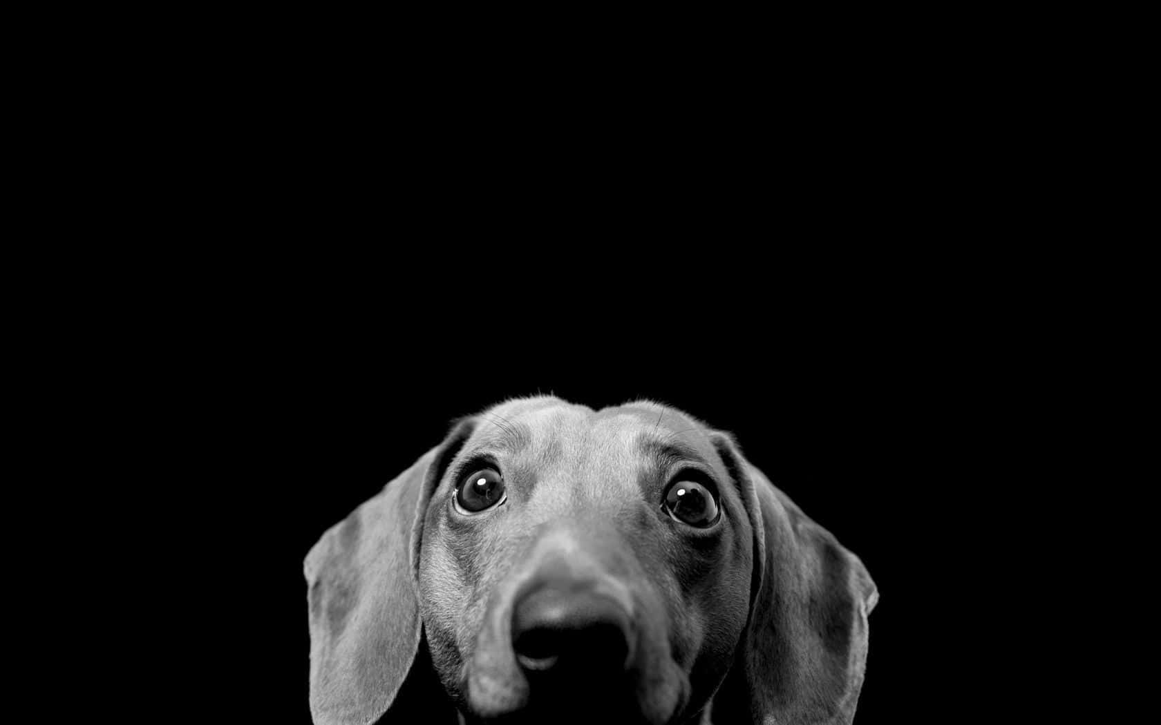 かわいい子犬がソファでくつろぐ 壁紙