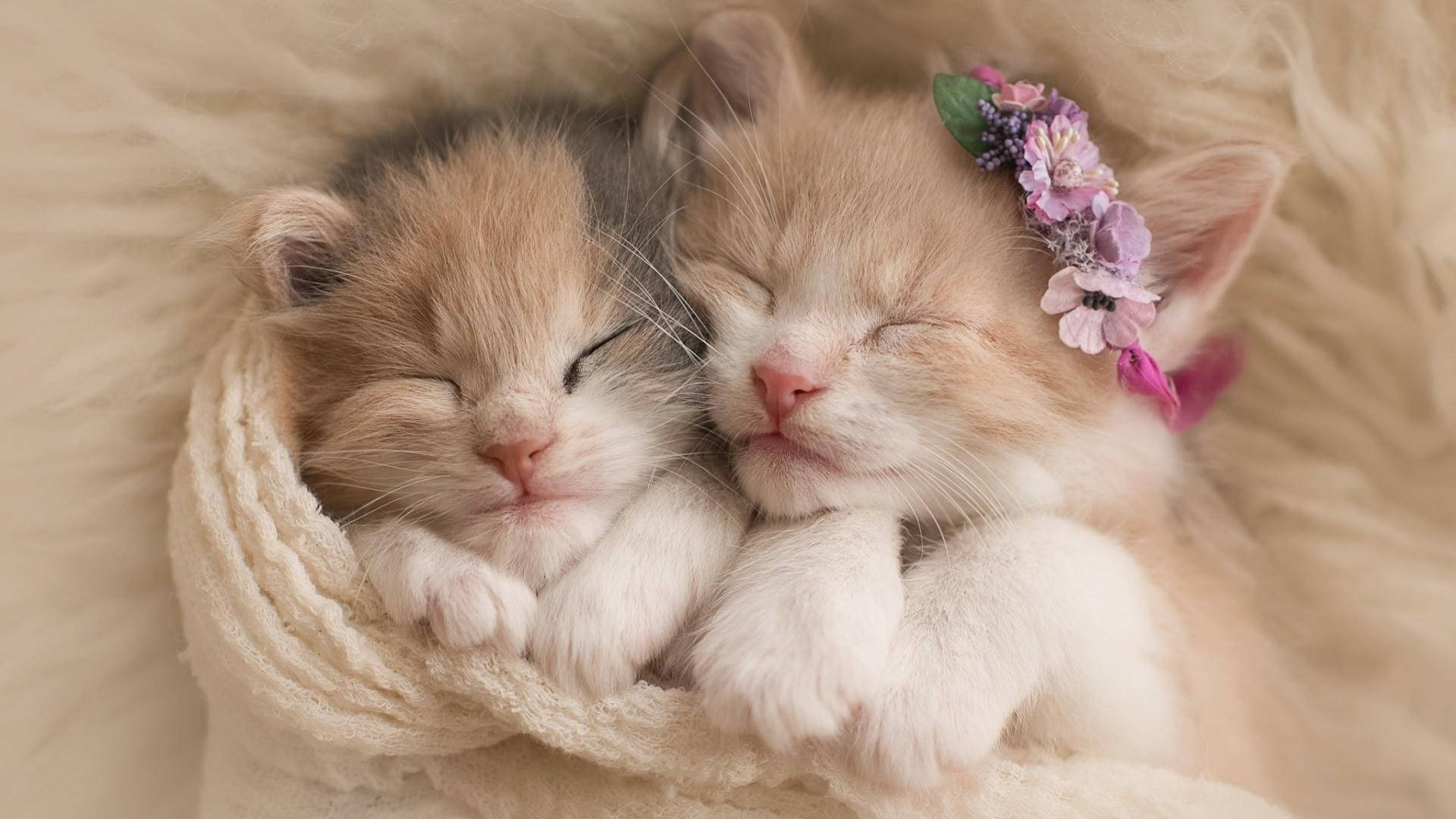 かわいい子猫たちの寄り添い 壁紙