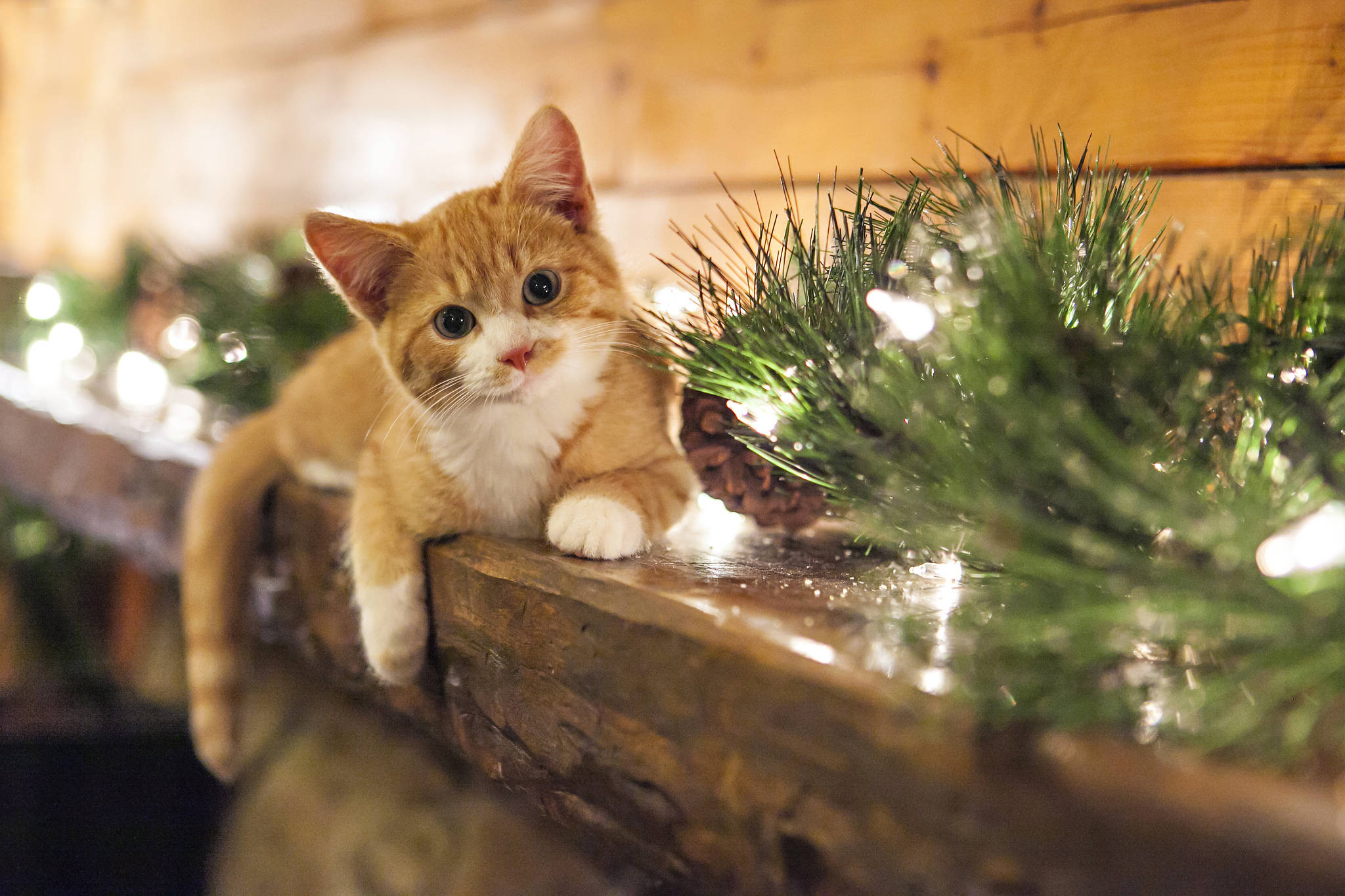 かわいい子猫とクリスマスオーナメント 壁紙