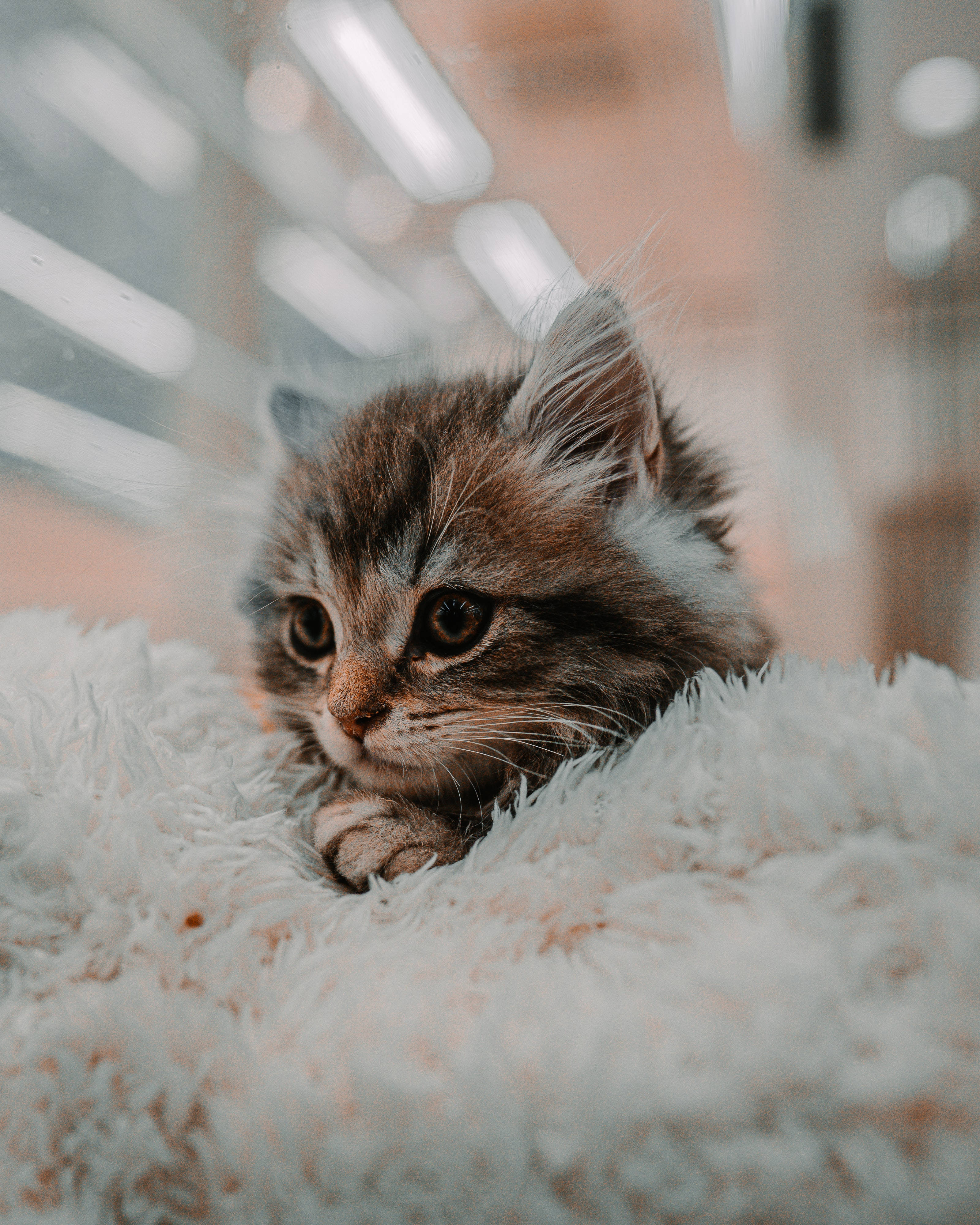 かわいい子猫のふわふわ毛布 壁紙