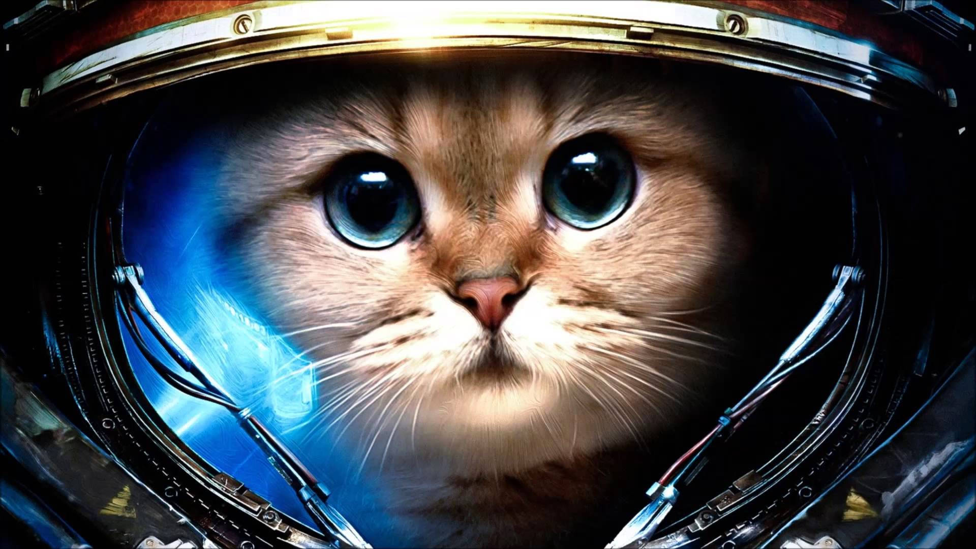 かわいい宇宙飛行士の猫のパソコン 壁紙