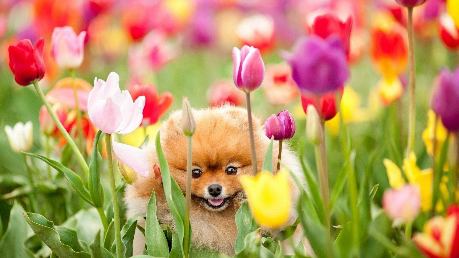 かわいい春のポメラニアン犬 壁紙