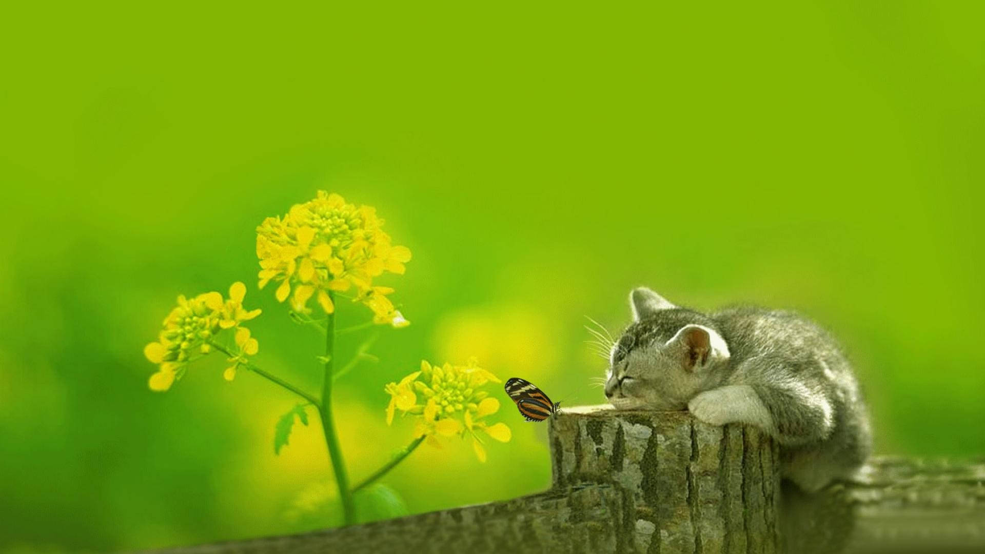 かわいい春の眠る子猫 壁紙
