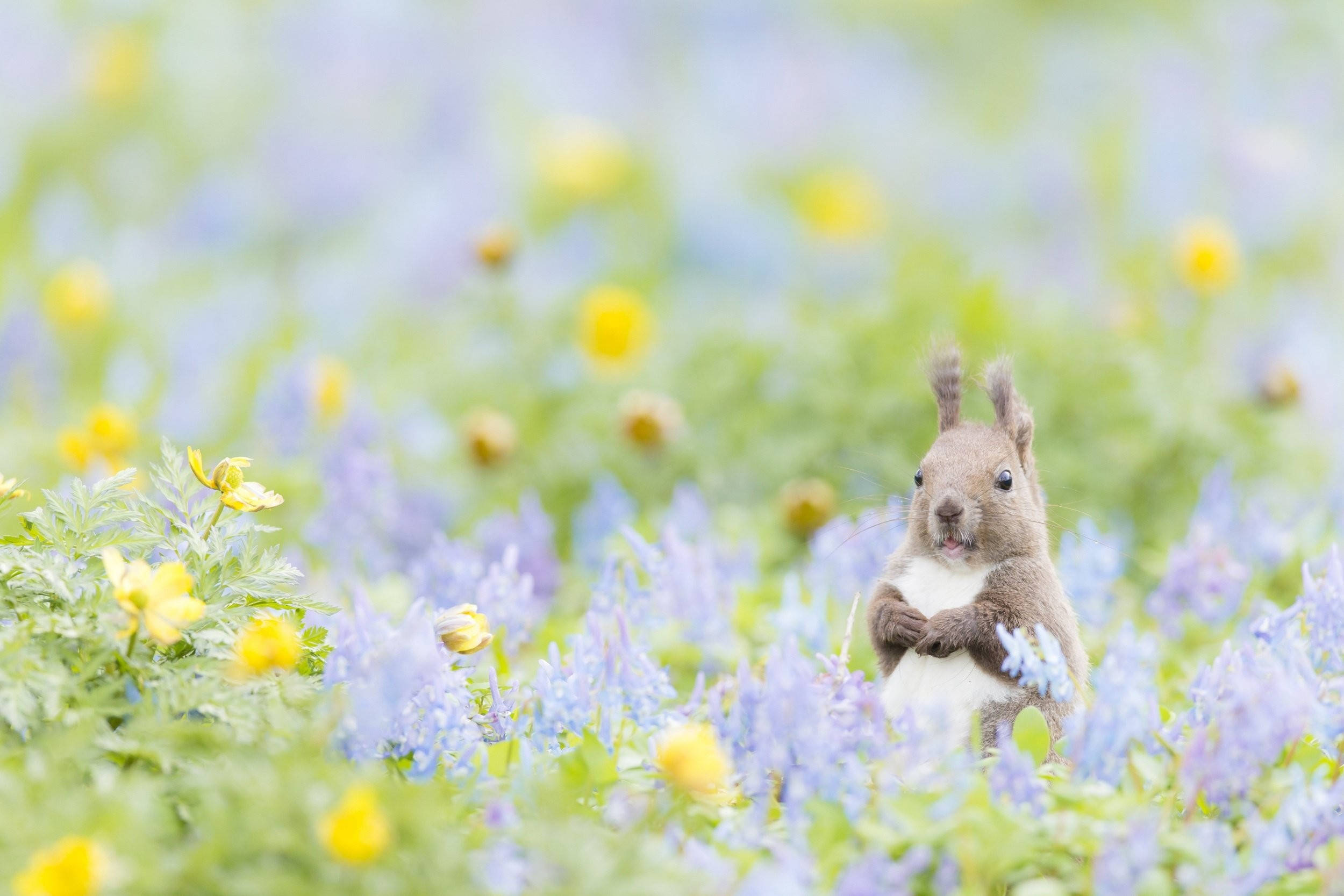 かわいい春の赤リス 壁紙
