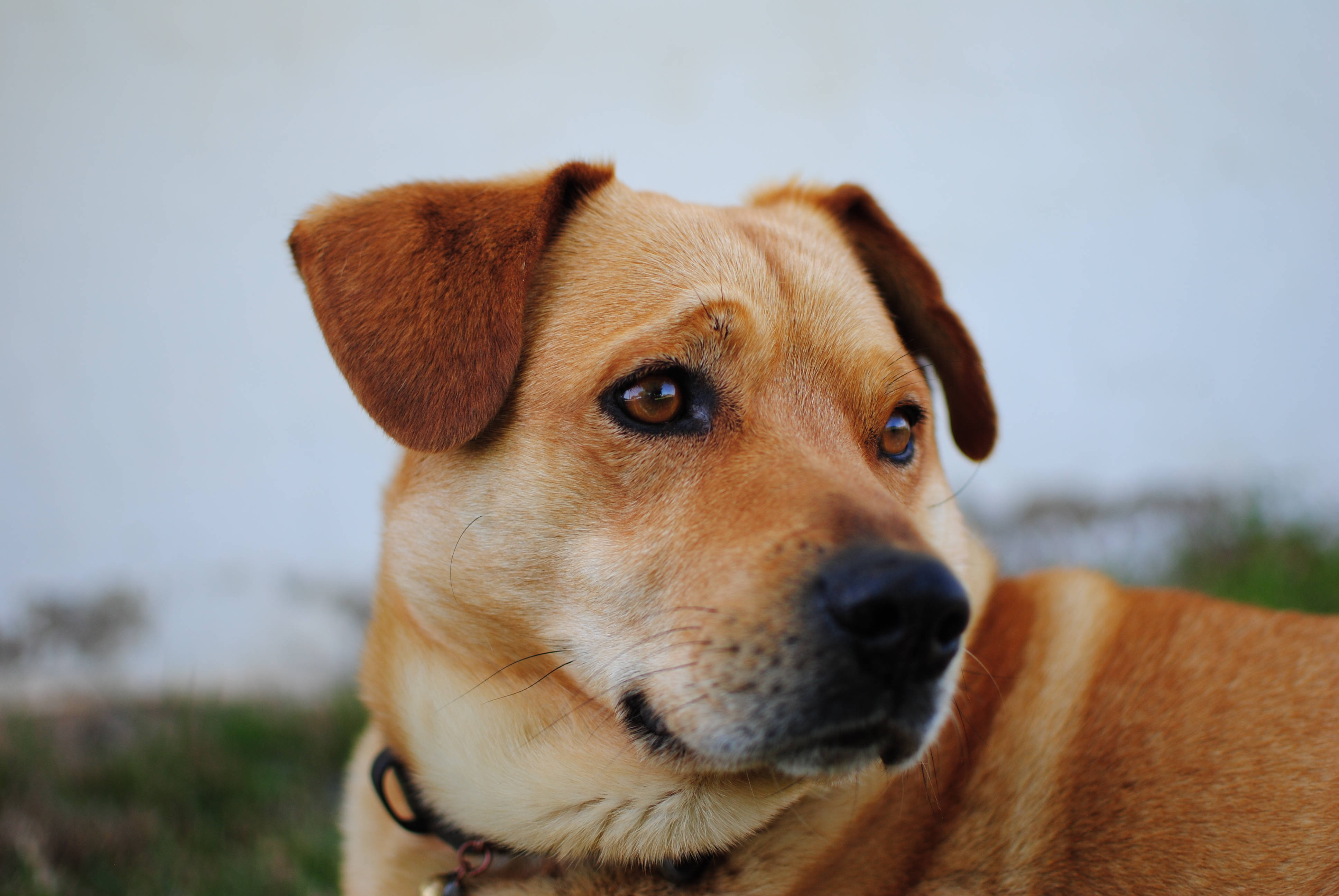 かわいい犬 オーストリアン・ピンシャー 壁紙