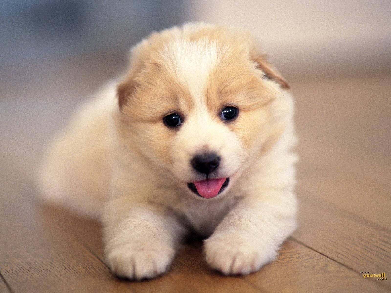 かわいい犬 小さな舌を出した 壁紙