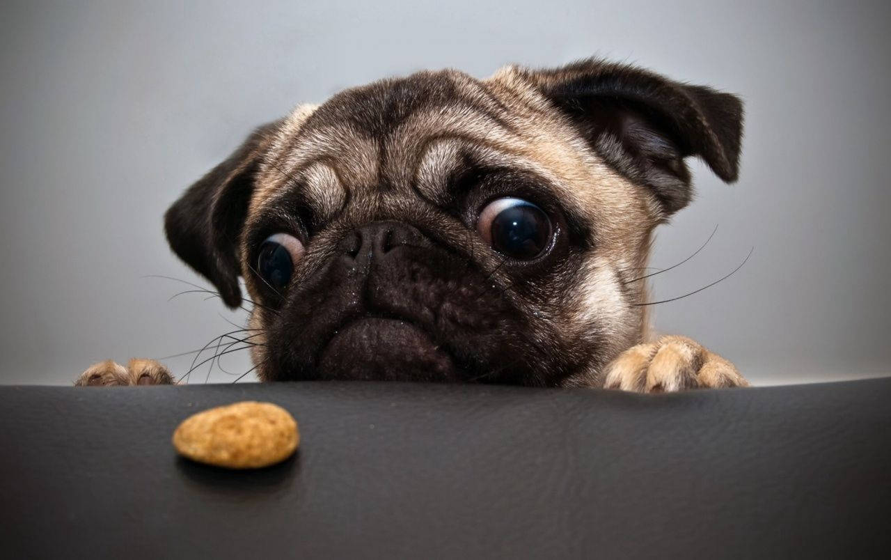 かわいい犬がくるみを見つめる 壁紙