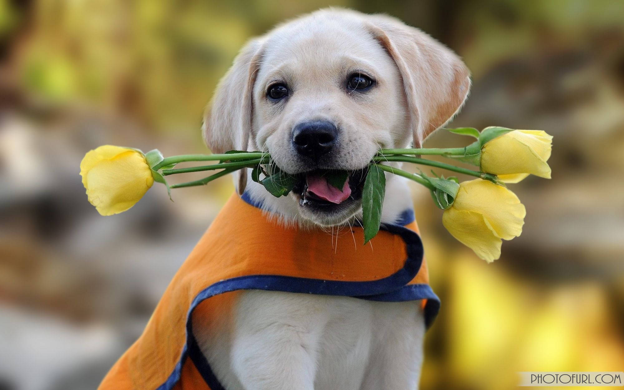 かわいい犬がチューリップを咥えている 壁紙