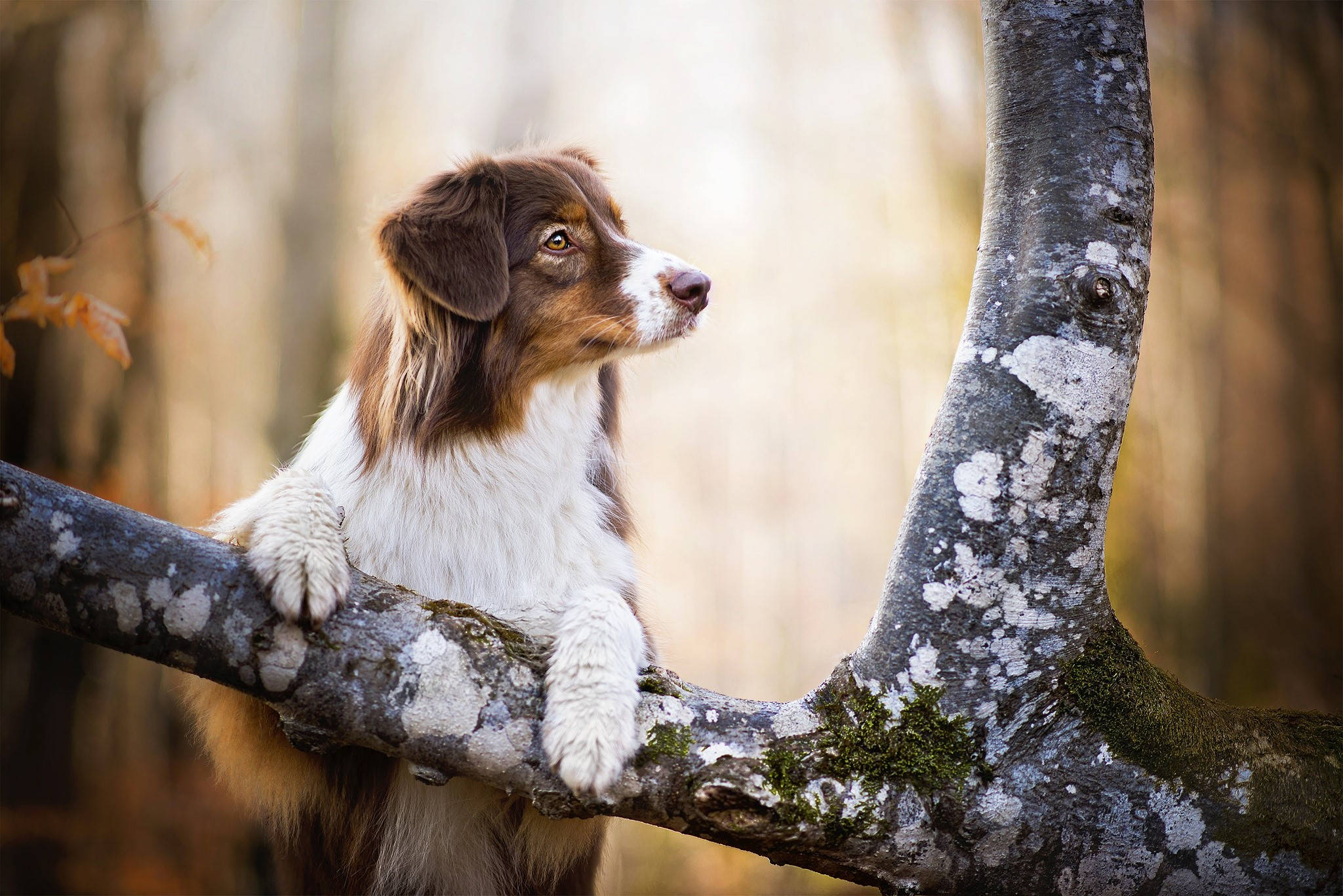 かわいい犬が木に登る 壁紙
