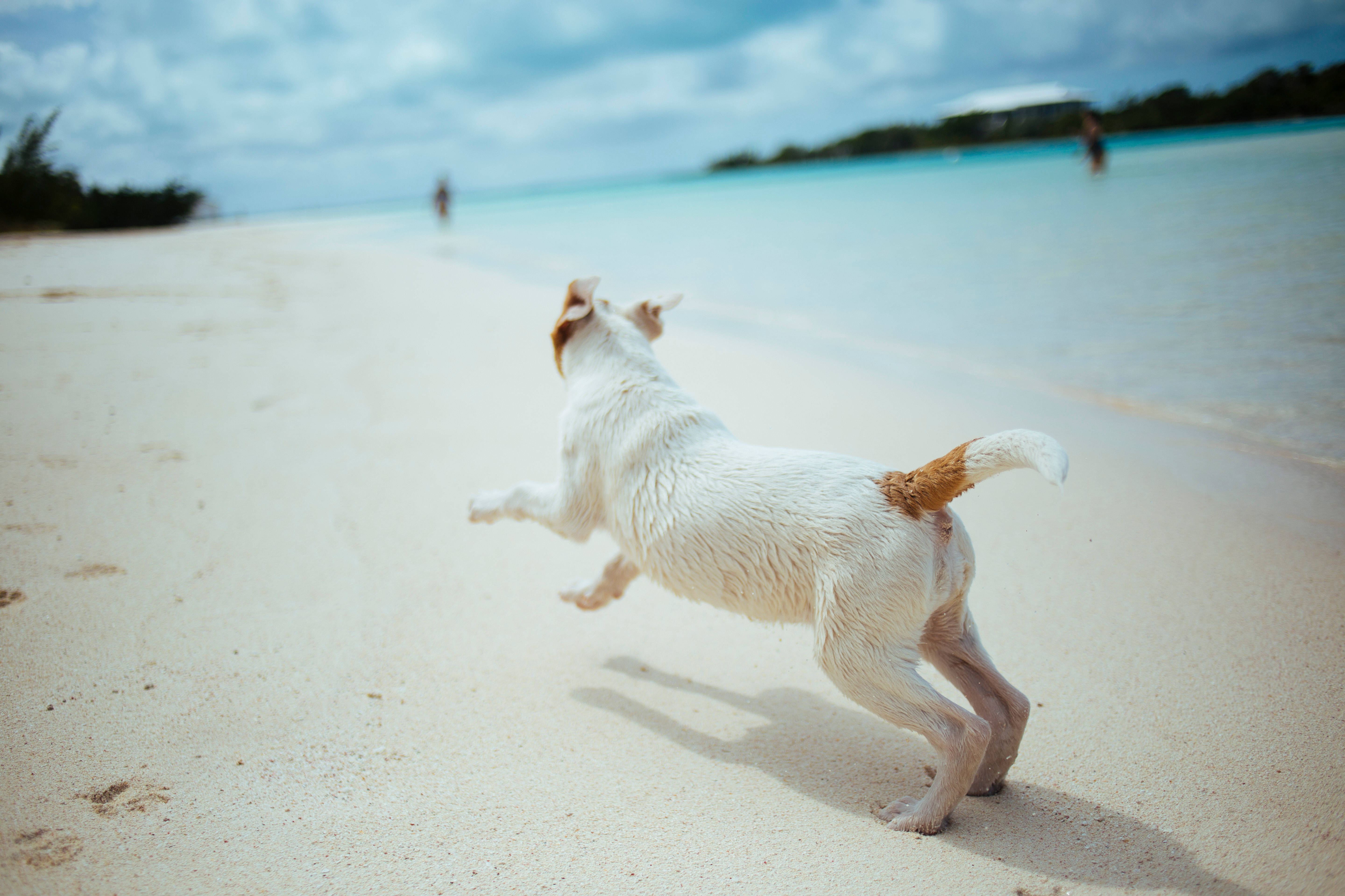 かわいい犬が海岸を走る 壁紙