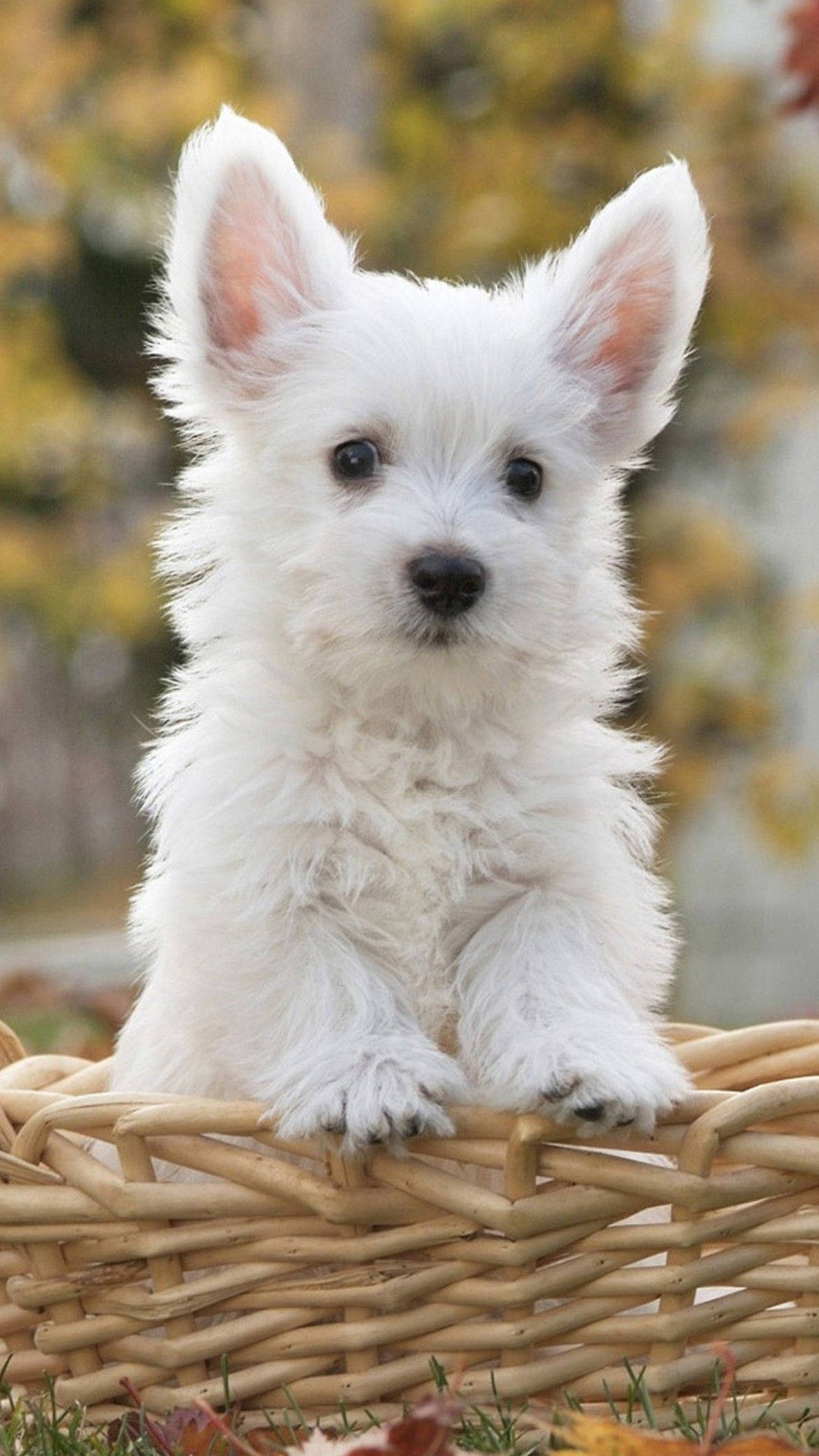 かわいい犬が籐のバスケットに 壁紙