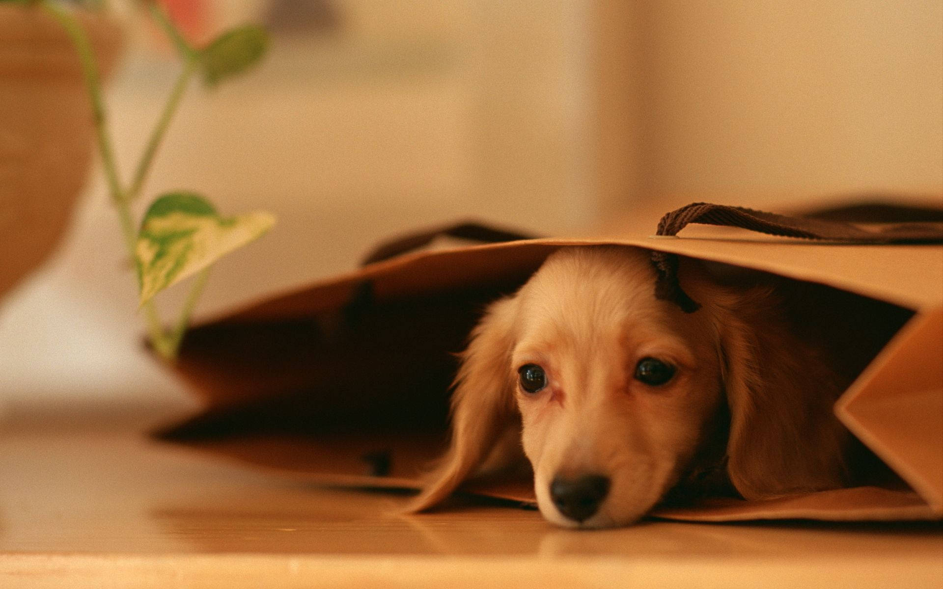 かわいい犬が茶色い袋の中に 壁紙