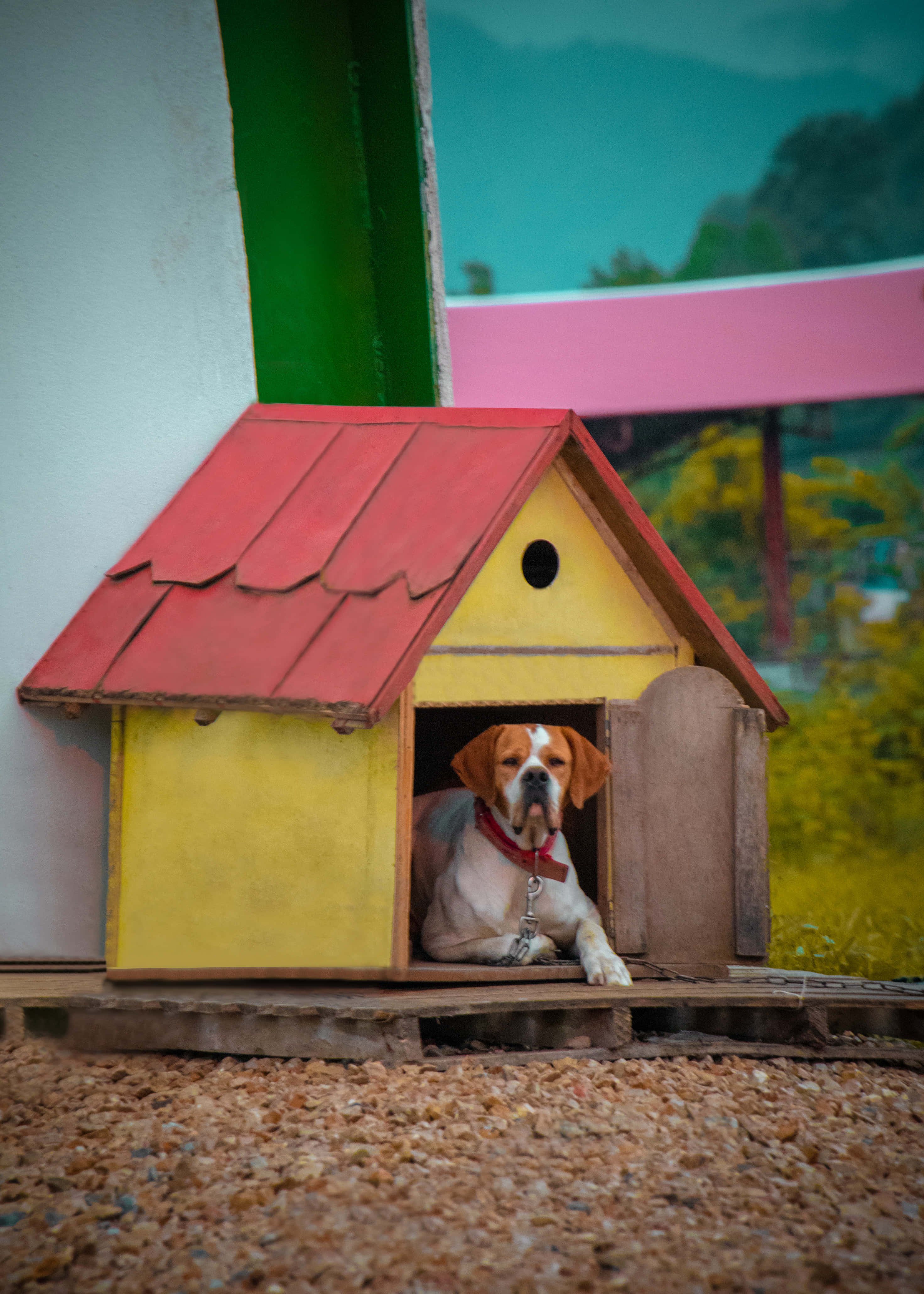 かわいい犬小屋の写真 壁紙