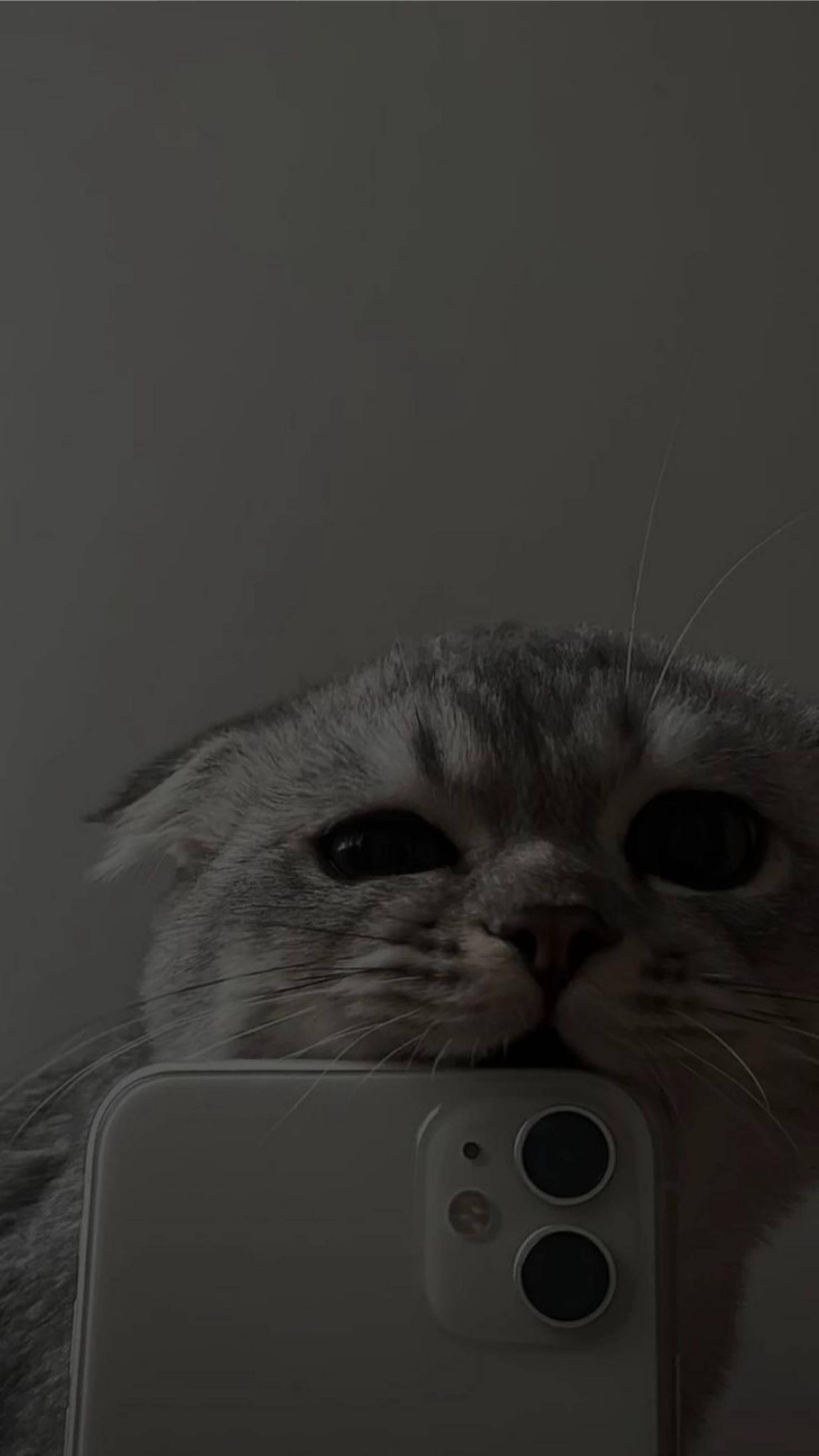かわいい猫がiPhone 11を噛む美しい壁紙 壁紙