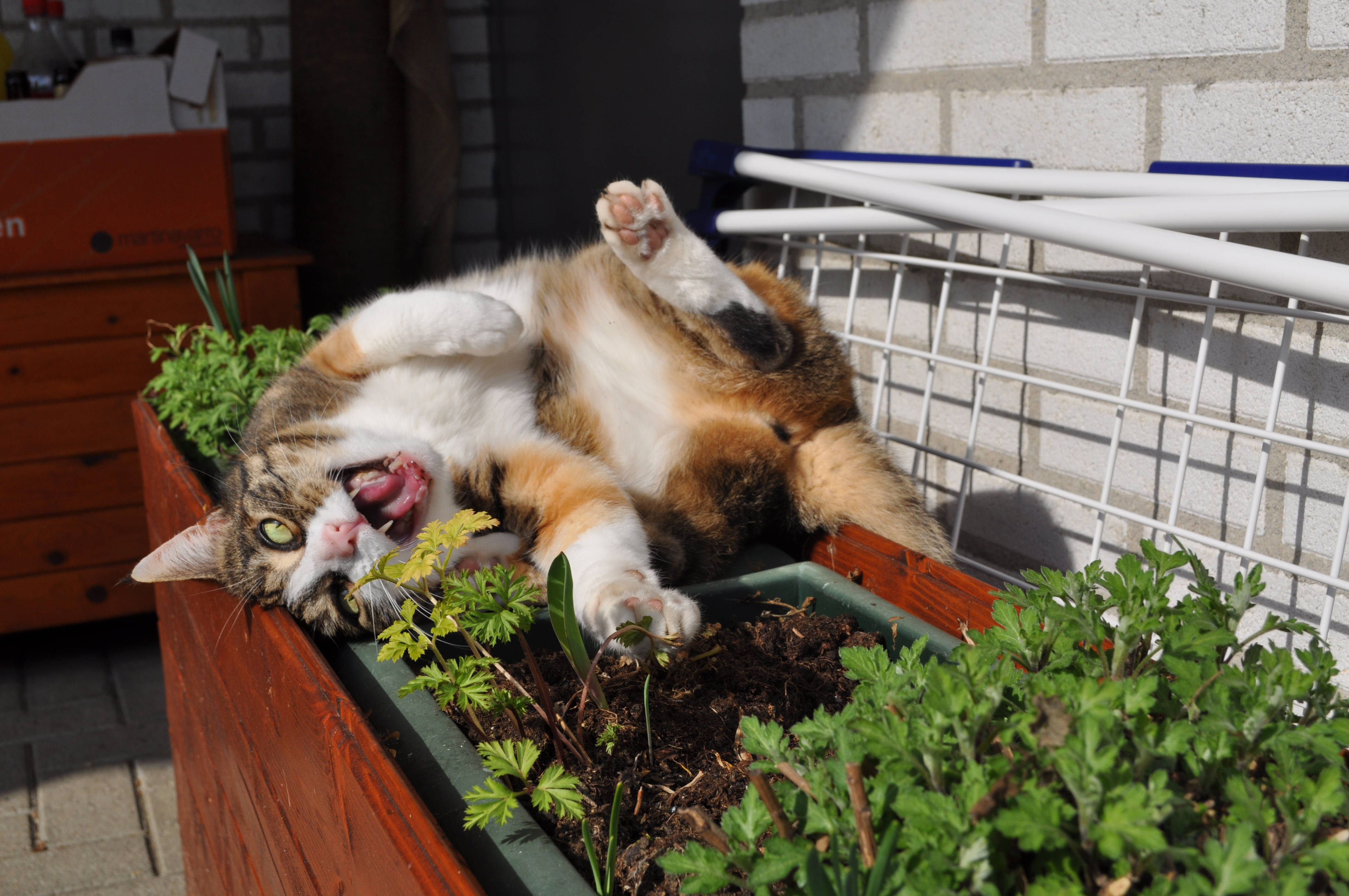 かわいい猫がフラワーボックスで欠伸をする 壁紙