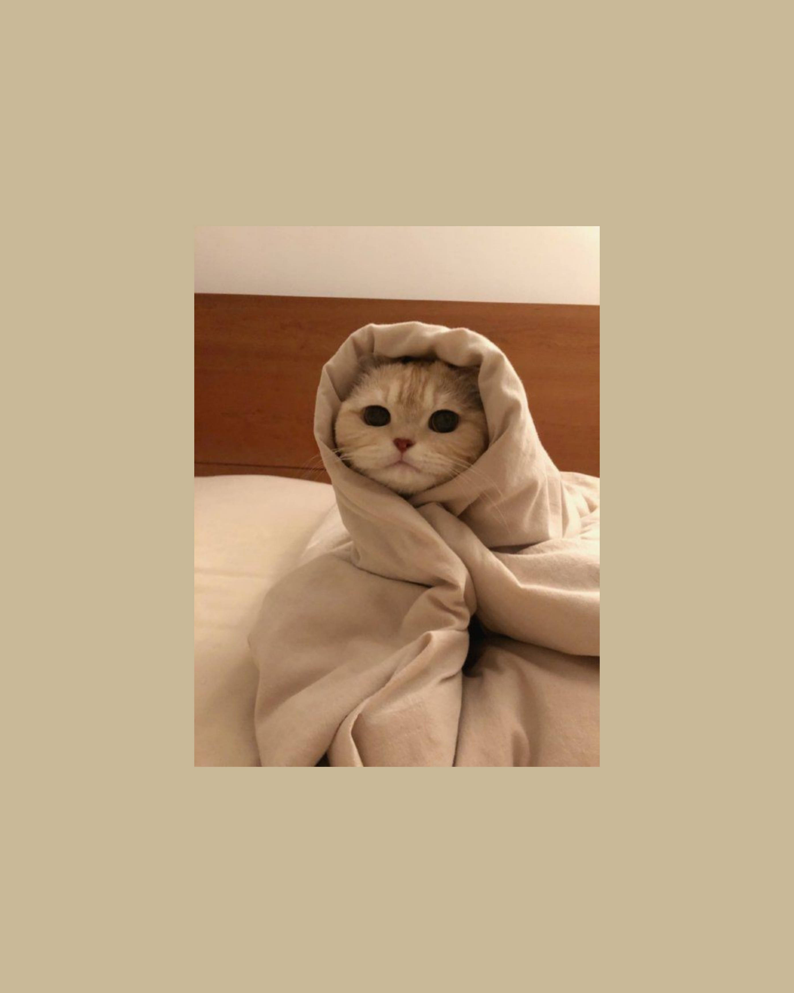 かわいい猫がブリトーのように包まれた美学 壁紙