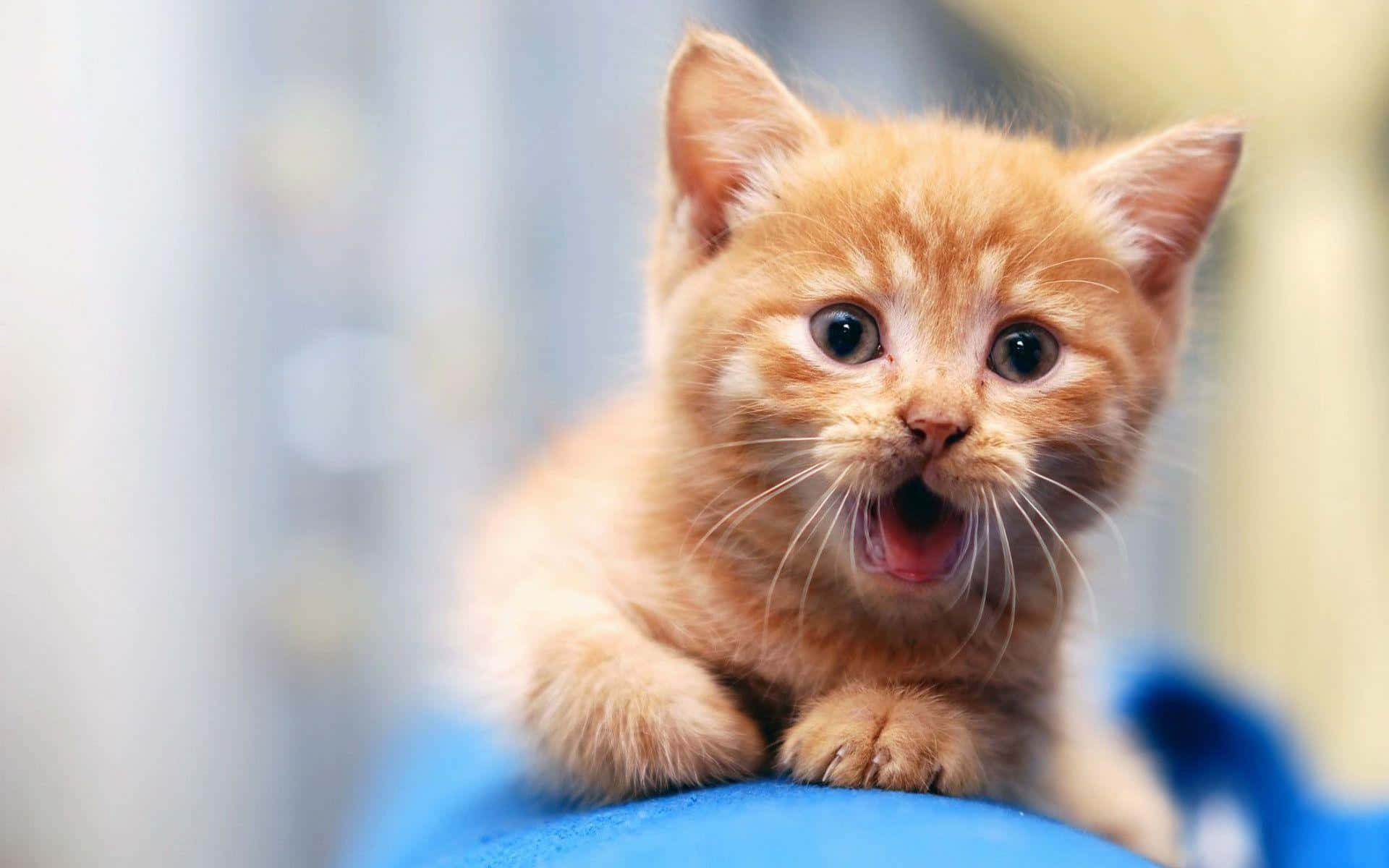 かわいい猫が口を開けて吐きそうな面白い表情の画像 壁紙