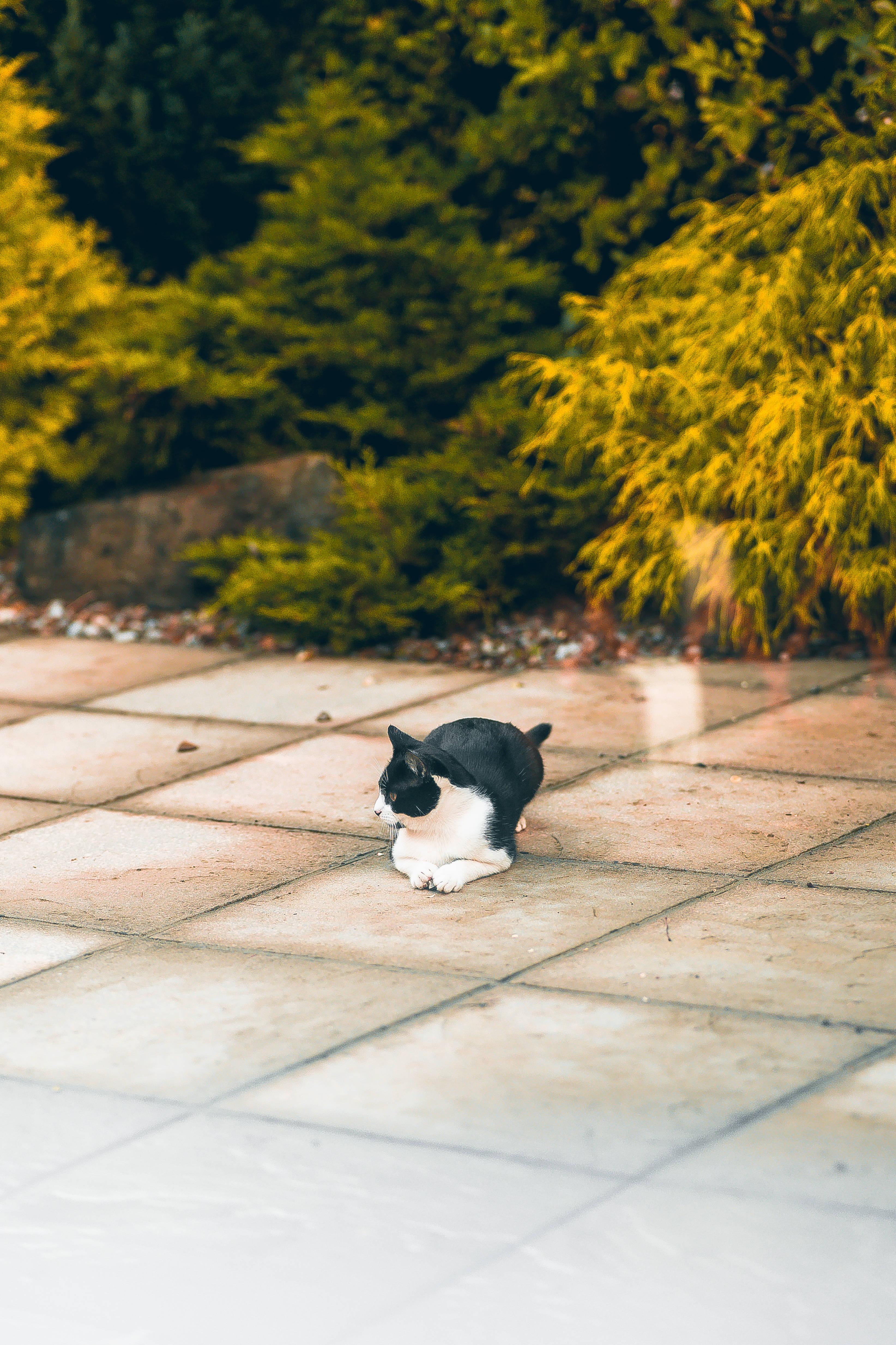 かわいい猫が地面に座っている 壁紙