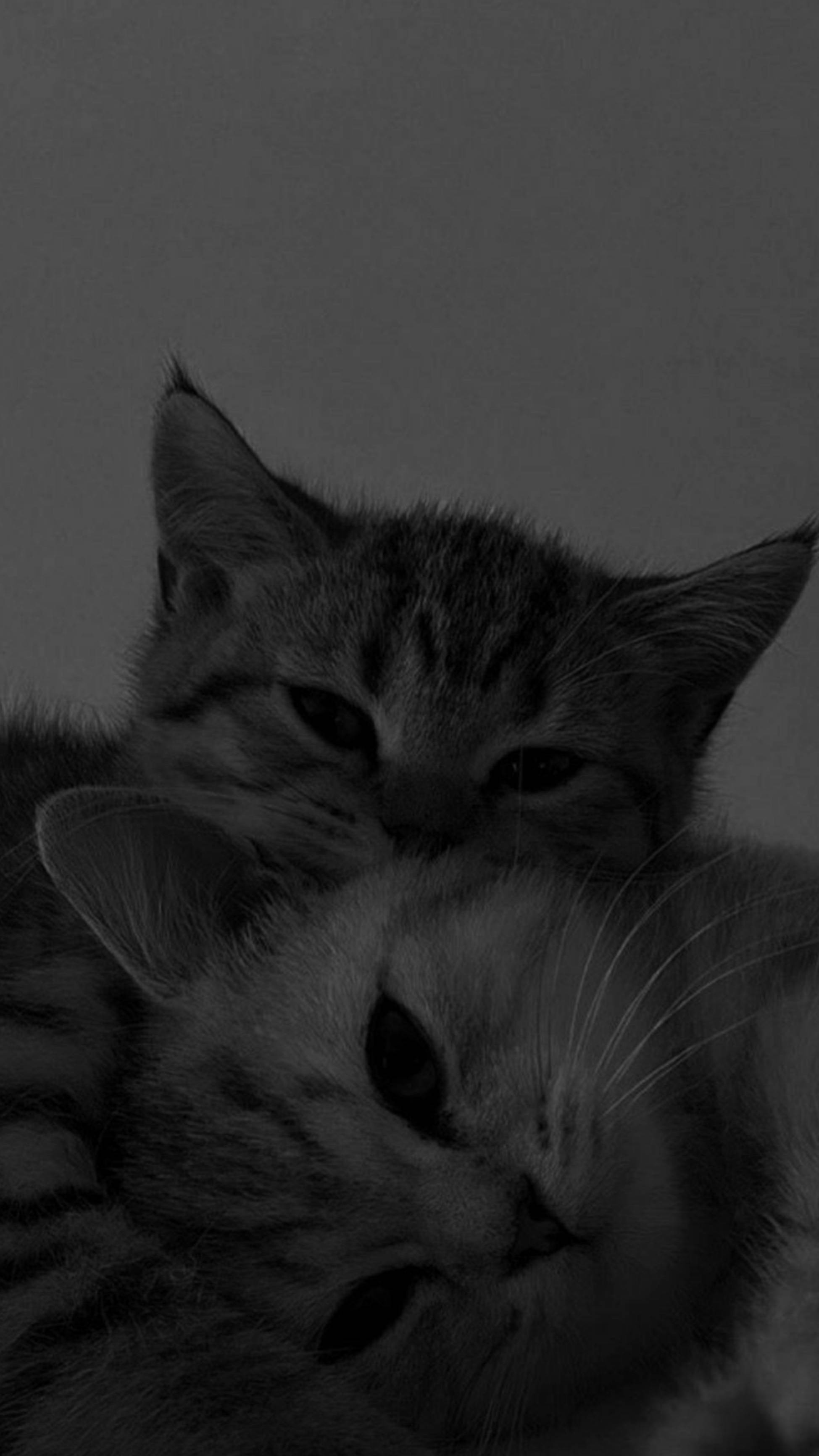 かわいい猫が寄り添う美しい壁紙 壁紙