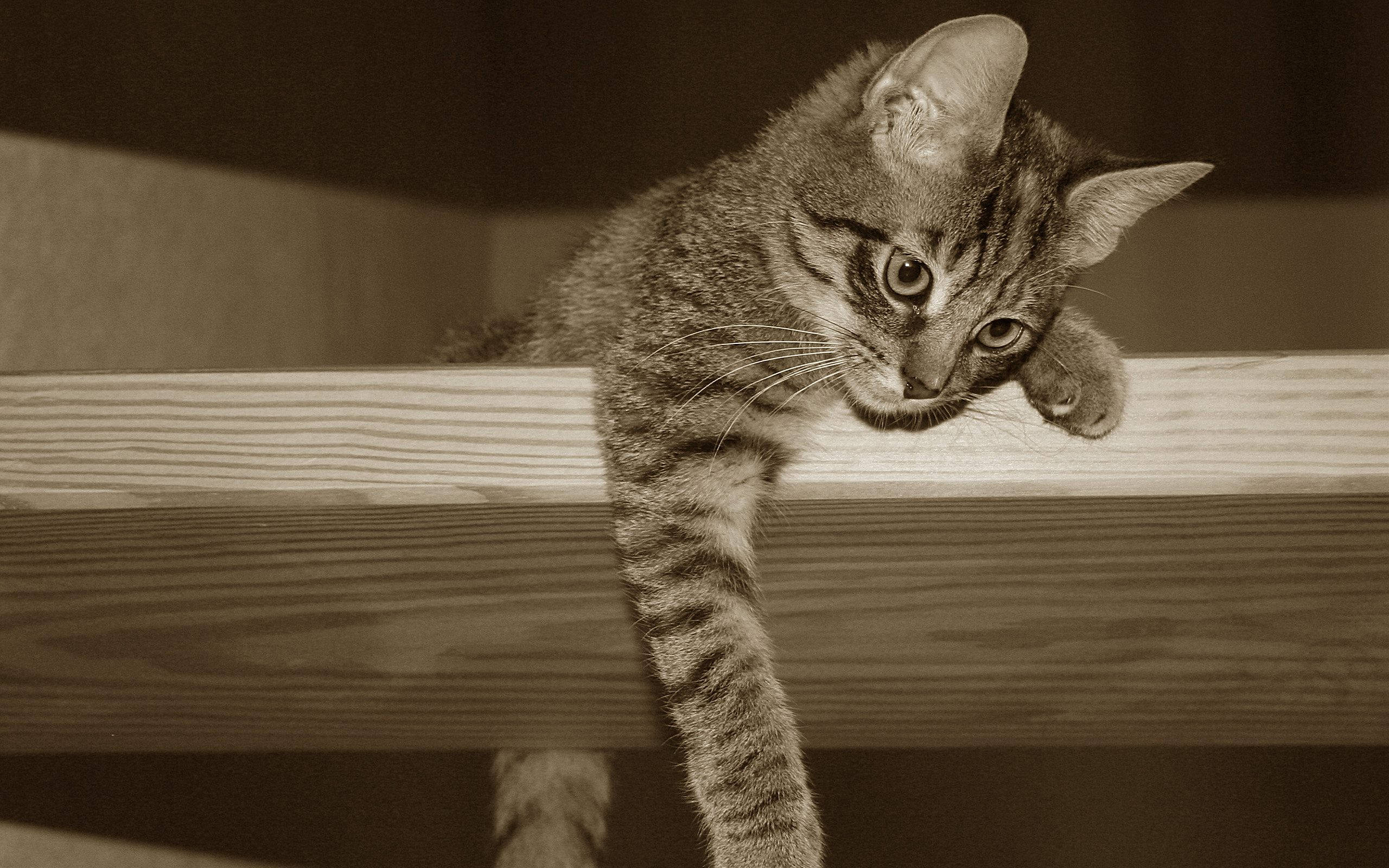 かわいい猫が棚の上にいるセピア写真 壁紙