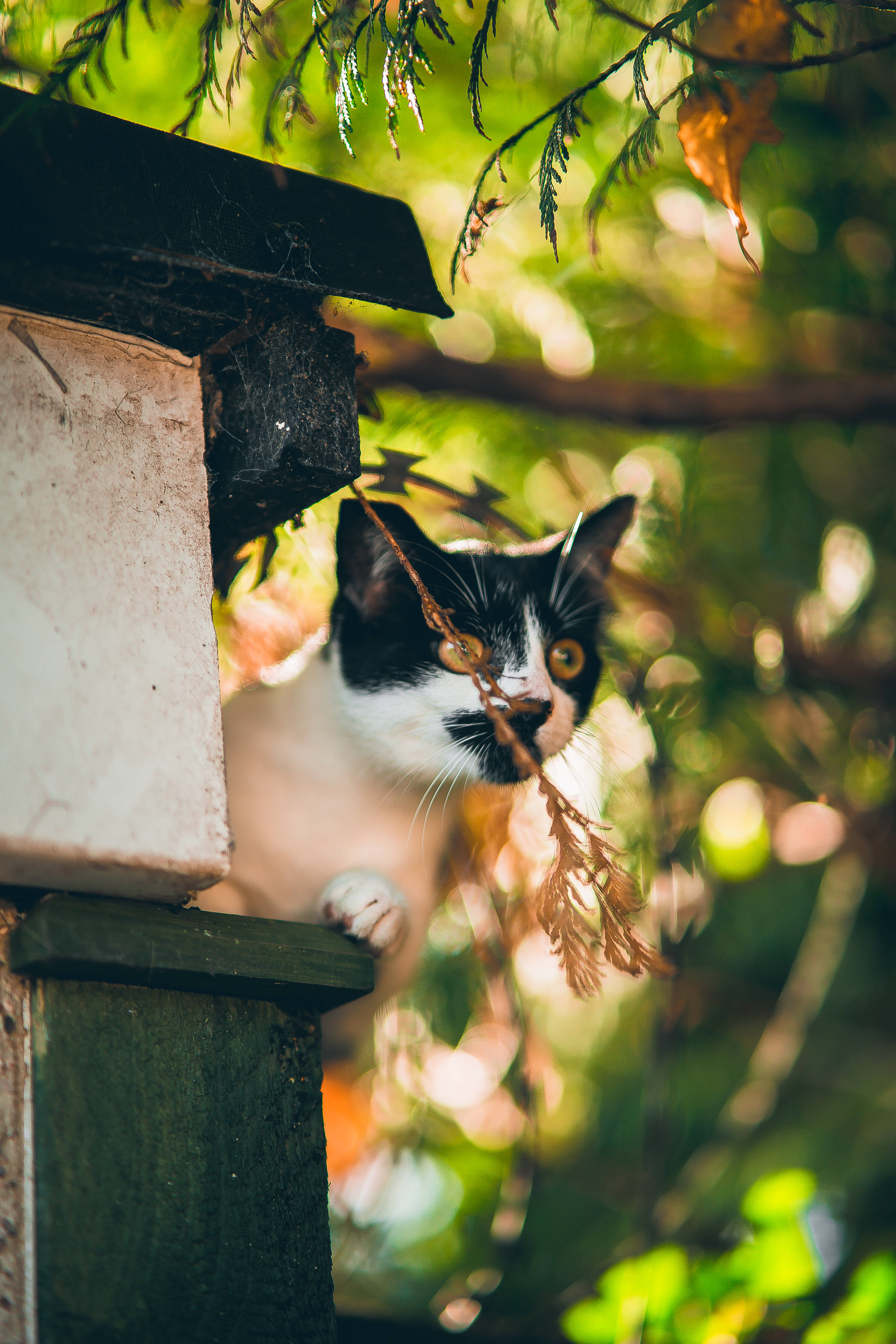 かわいい猫が棚の上に座っている 壁紙